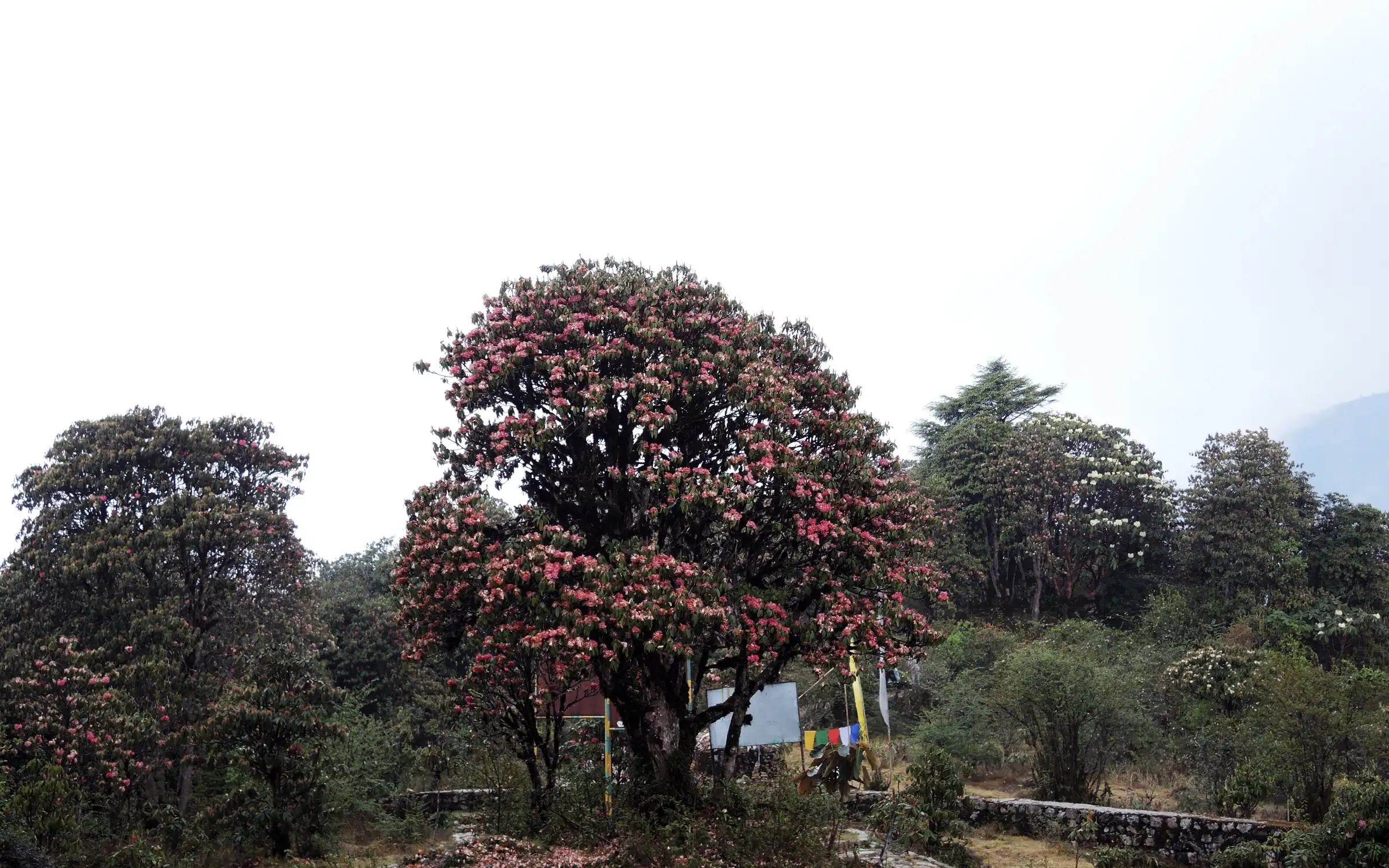 A large rhododendron tree covered in pink-red flowers beside prayer flags and a stone wall at Barsey