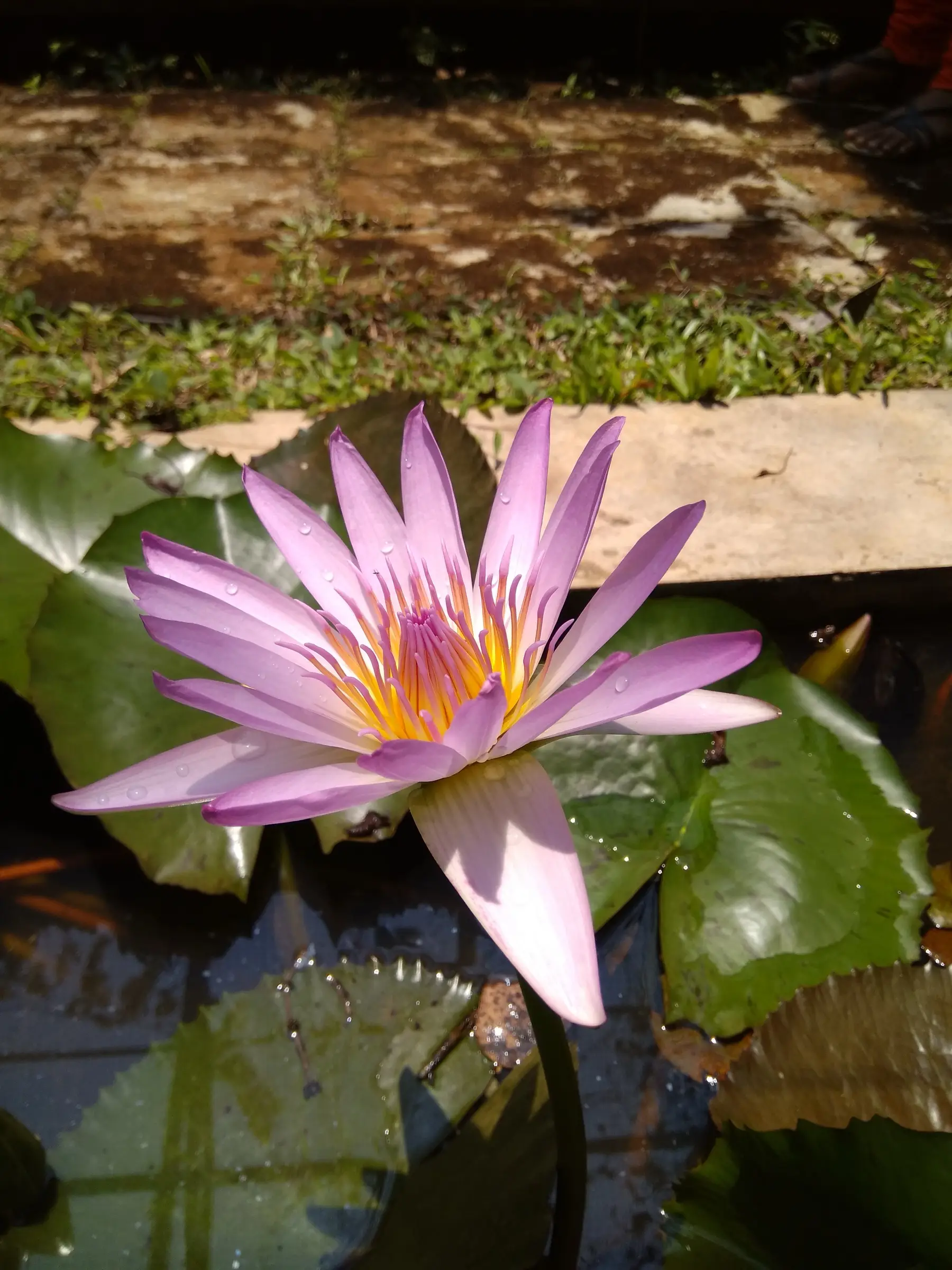 A violet water lily in a pond at the Gene Pool garden in Gudalur