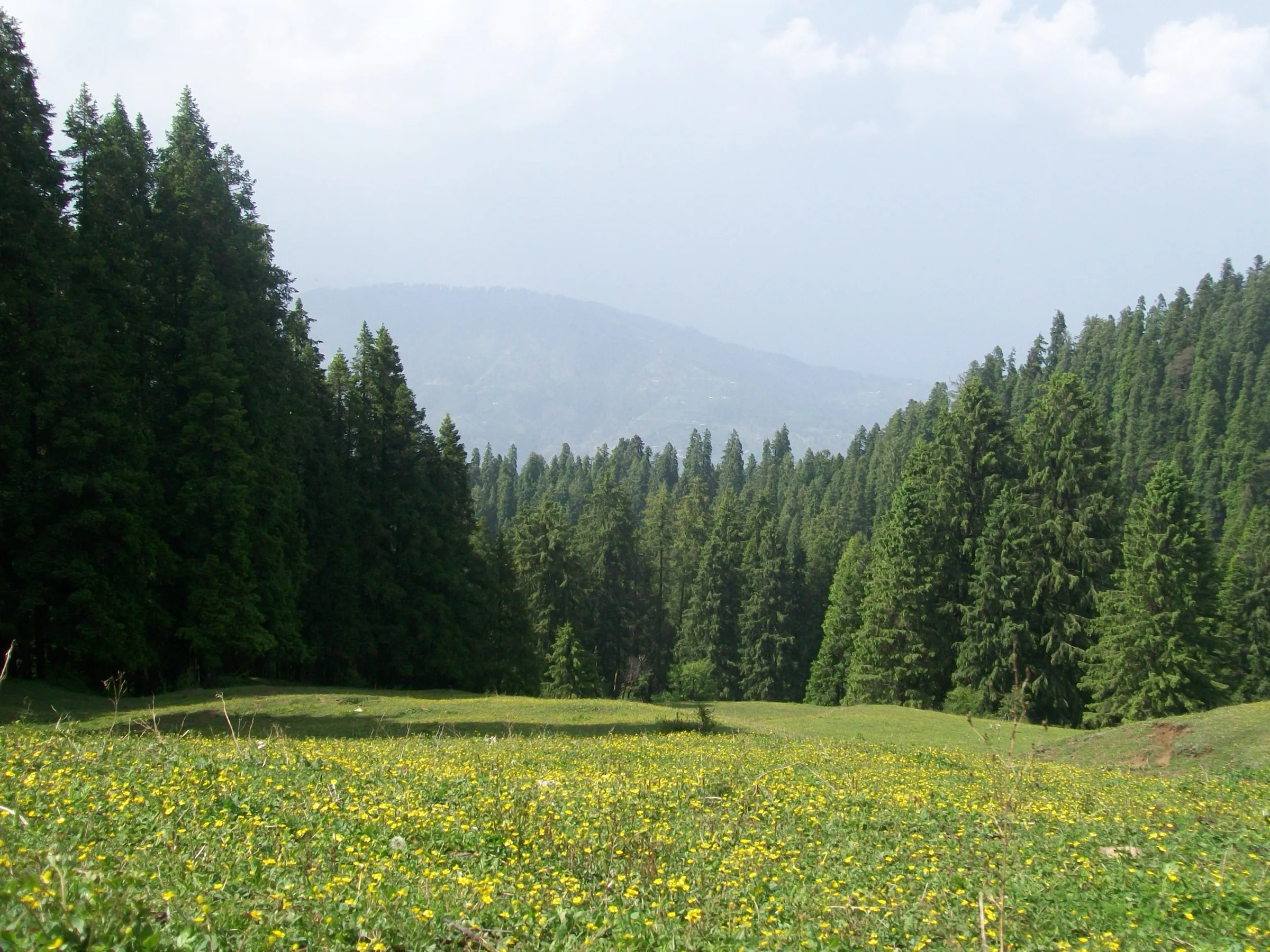 A grassy clearing dotted with yellow flowers, ringed by tall deodar forest, at Giri Ganga near Kharapathar on the way to Kuppar