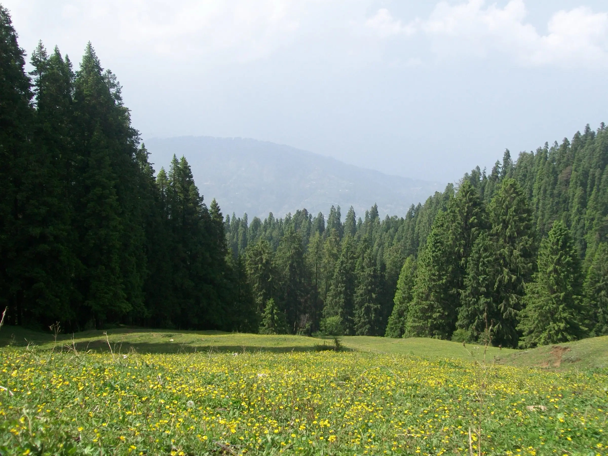 A grassy clearing dotted with yellow flowers, ringed by tall deodar forest, at Giri Ganga near Kharapathar on the way to Kuppar