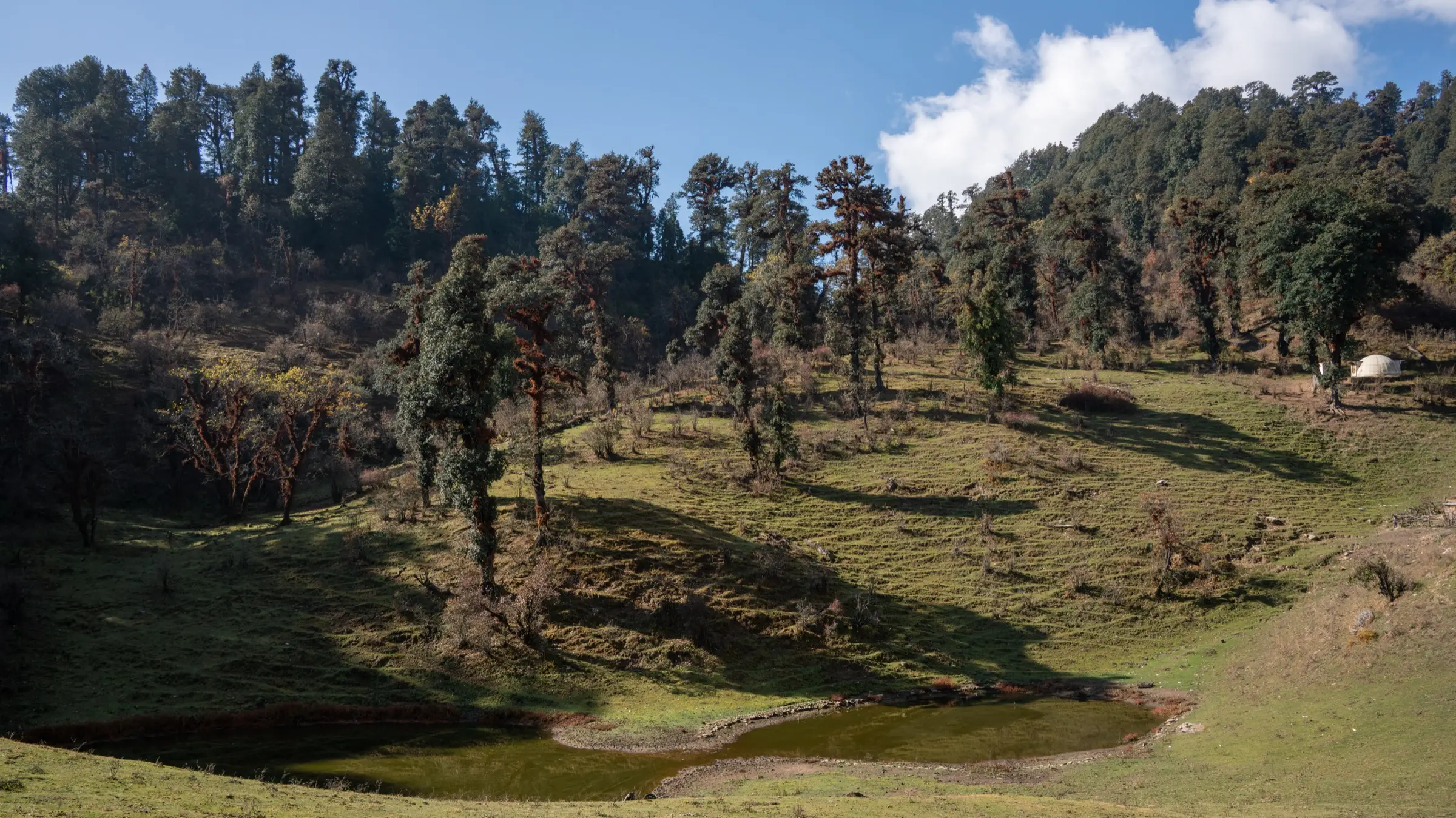 Small pond in a grassy forest clearing at Gui camp with a tent among rhododendron and oak trees