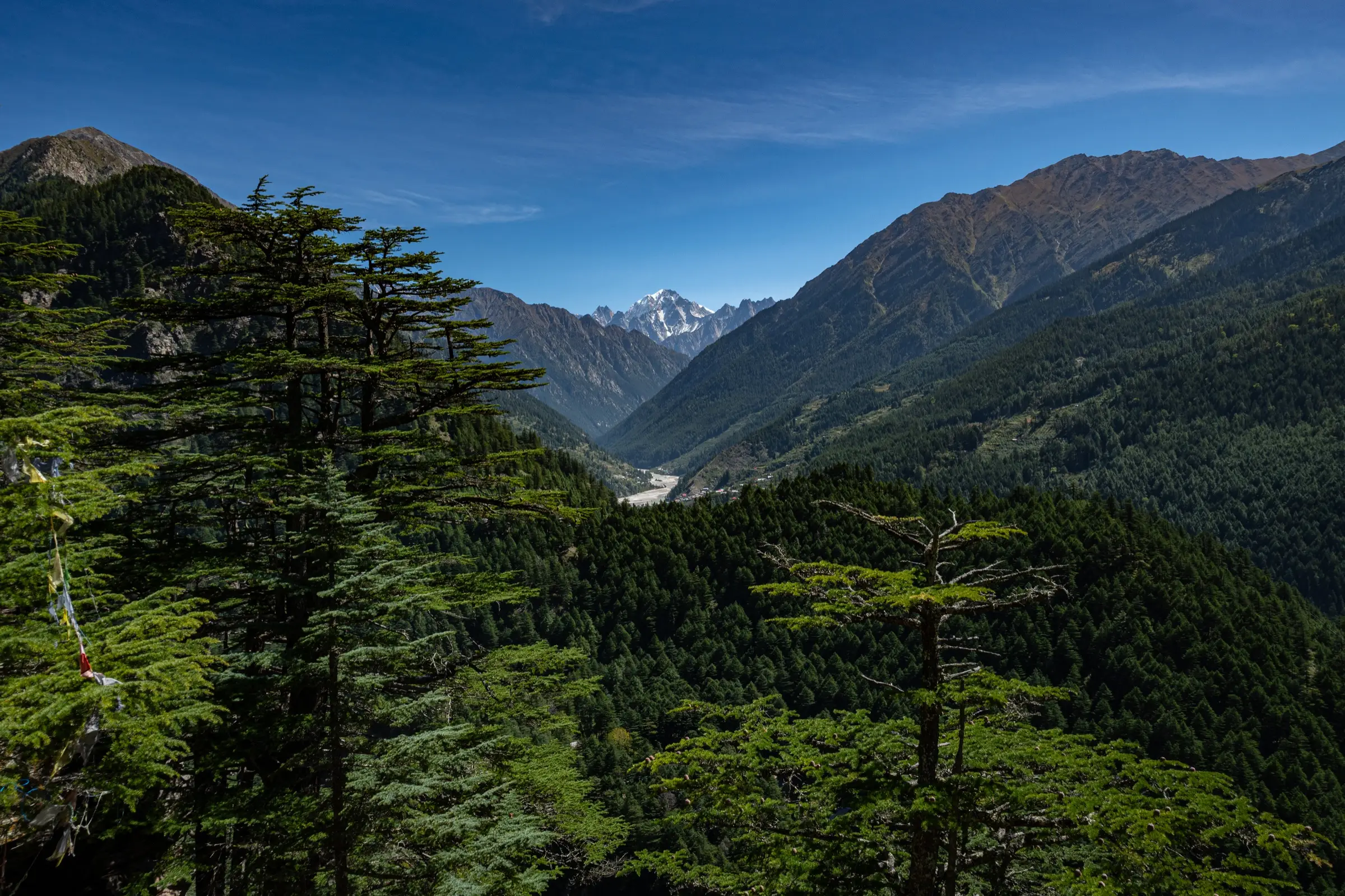 Deodar forest framing the Bhagirathi valley at Harsil with a snow peak at its head, the trek's Uttarakhand end