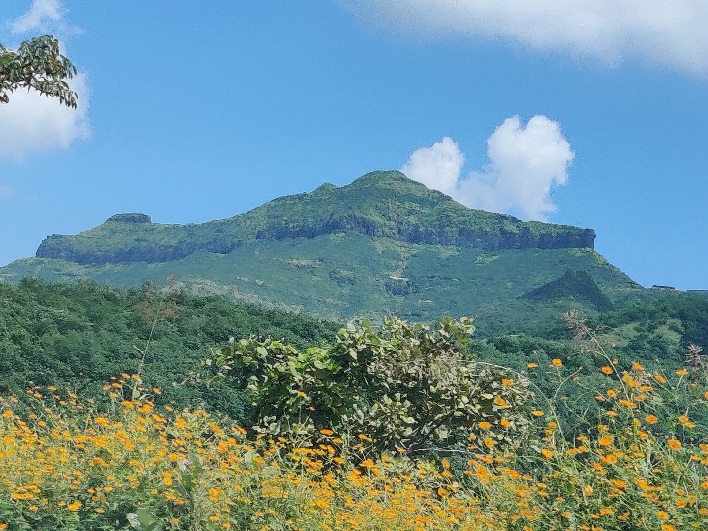 The flat-topped hill of Purandar Fort rising above green slopes, with yellow wildflowers in the foreground under a blue sky