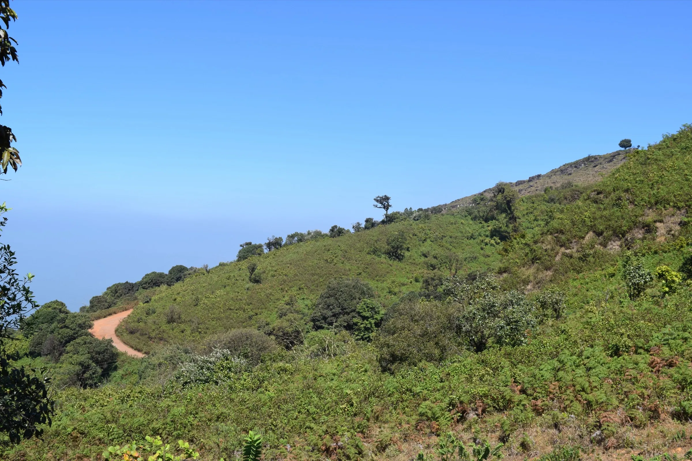 Green scrub-covered slopes of Mullayanagiri with a dirt track curving round the hillside under a clear blue sky