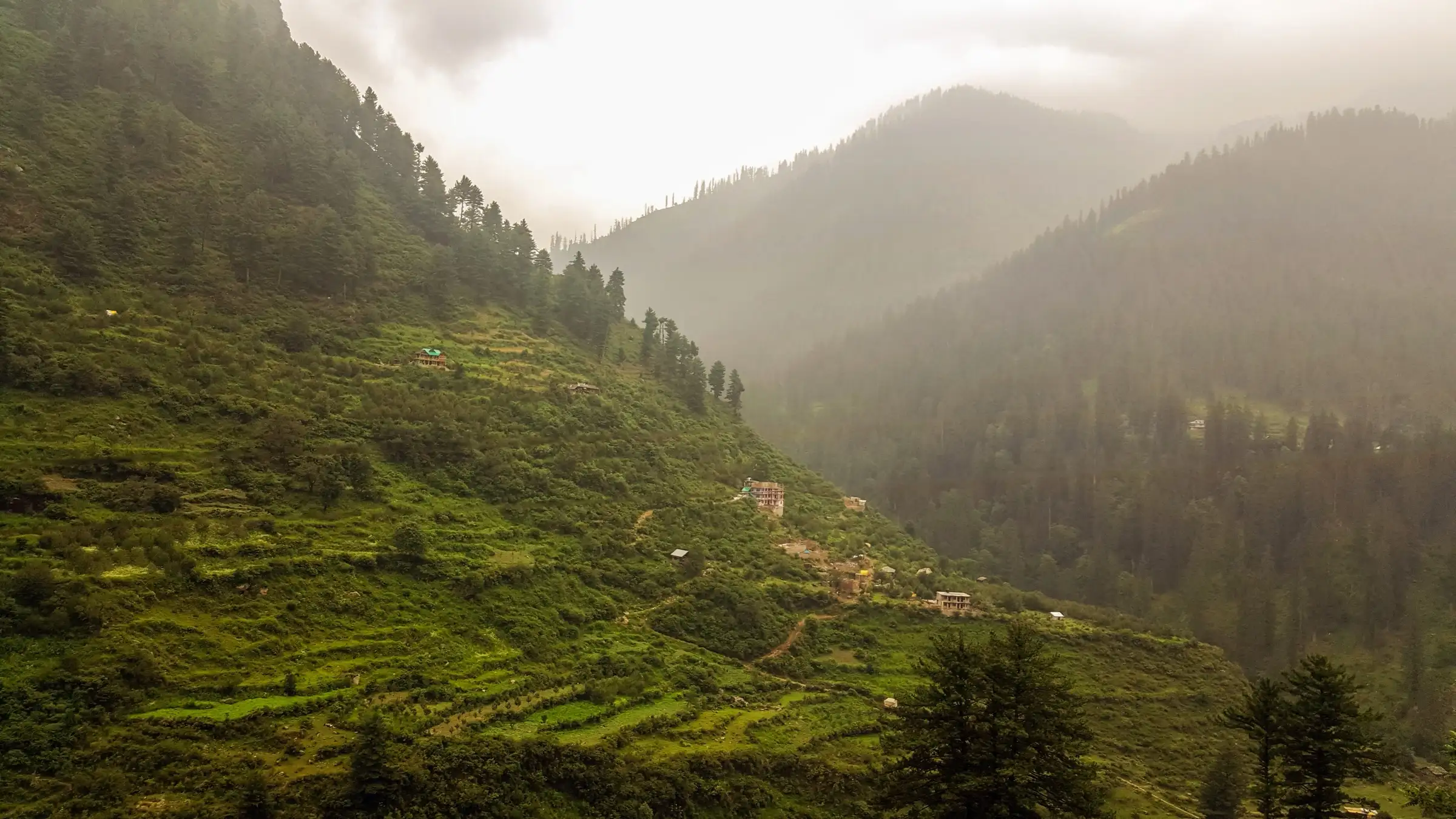 Green terraced fields and pine-forested slopes around Tosh in monsoon mist