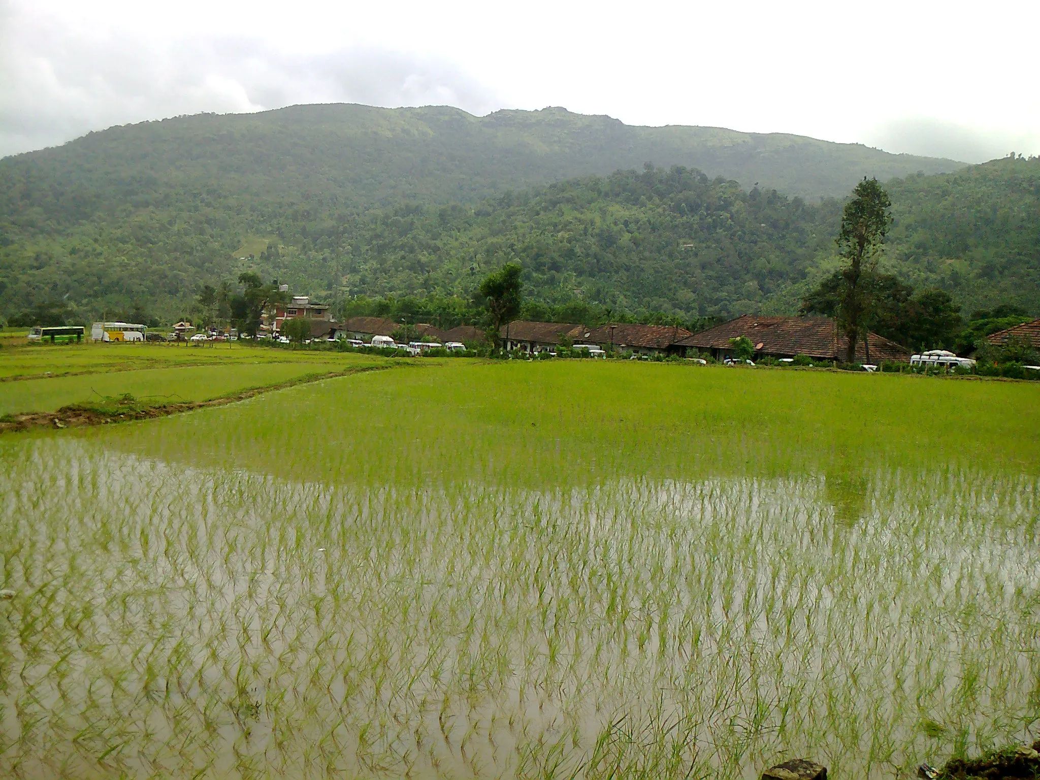 Paddy fields and forested hills around Horanadu village, near the Karshigudda trek (not the trek itself)
