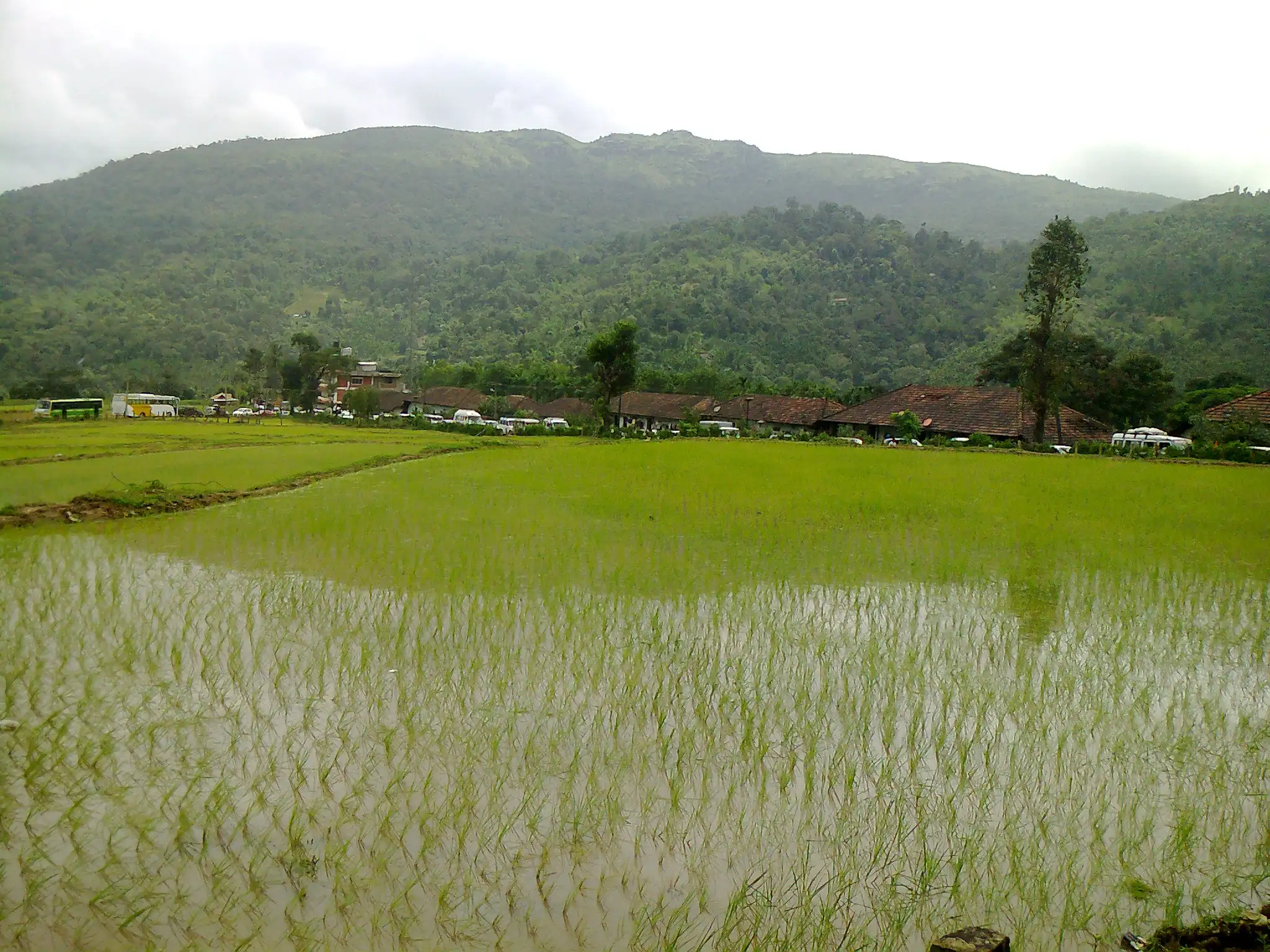 Paddy fields and forested hills around Horanadu village, near the Karshigudda trek (not the trek itself)