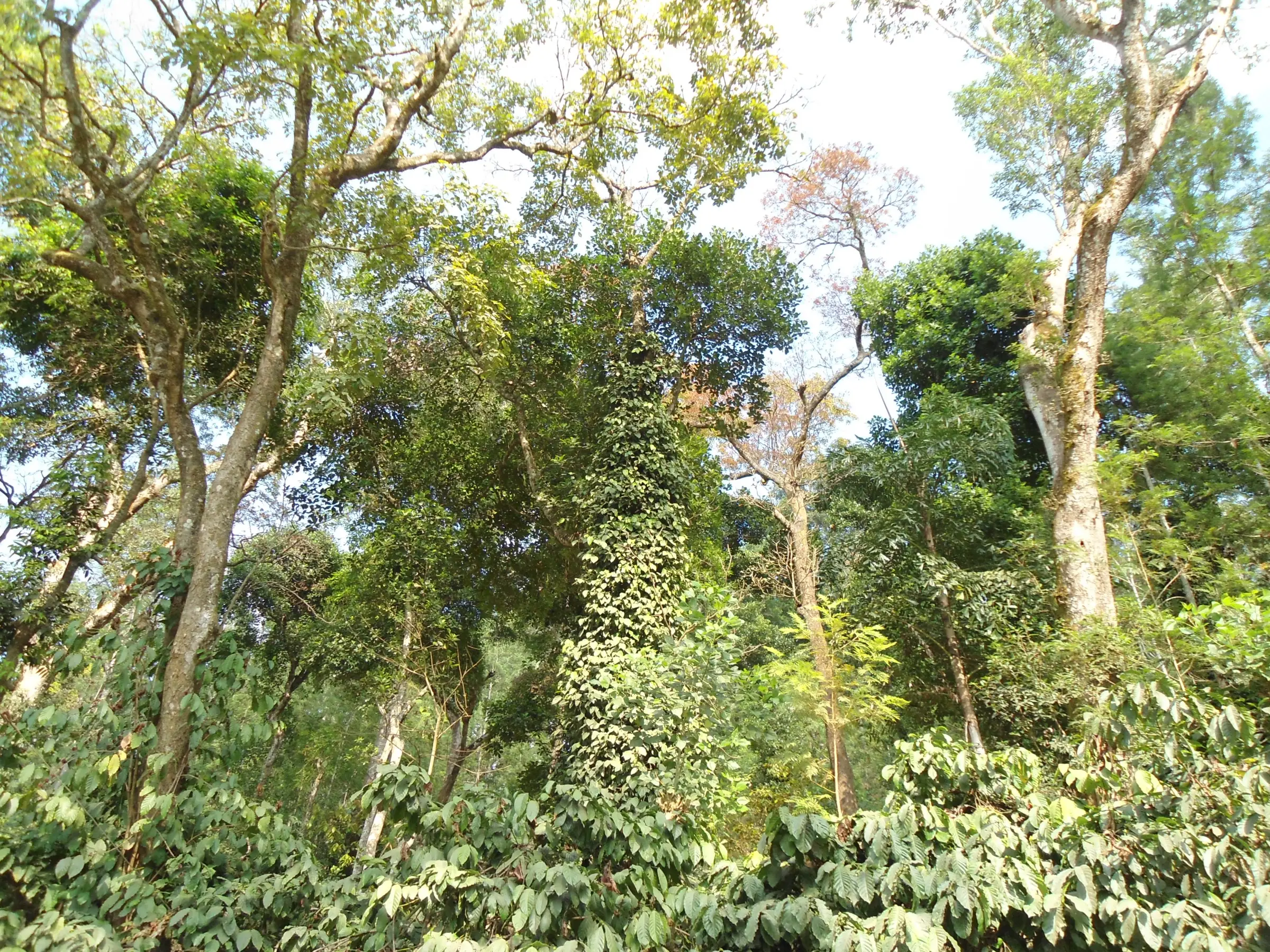 Western Ghats forest trees over coffee bushes at Horanadu, about 10 km from the Aane Gudda trek (nearby area, not the trail itself)