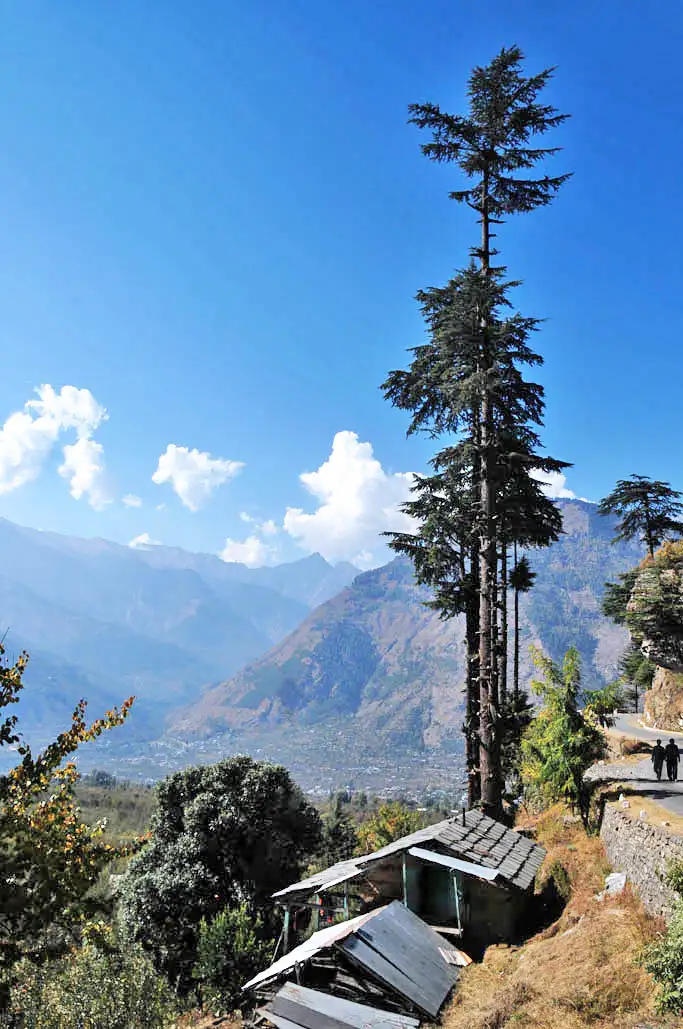 Tall deodar beside a slate-roofed hut and road in Jana village, the start of the trek, with the Kullu valley below