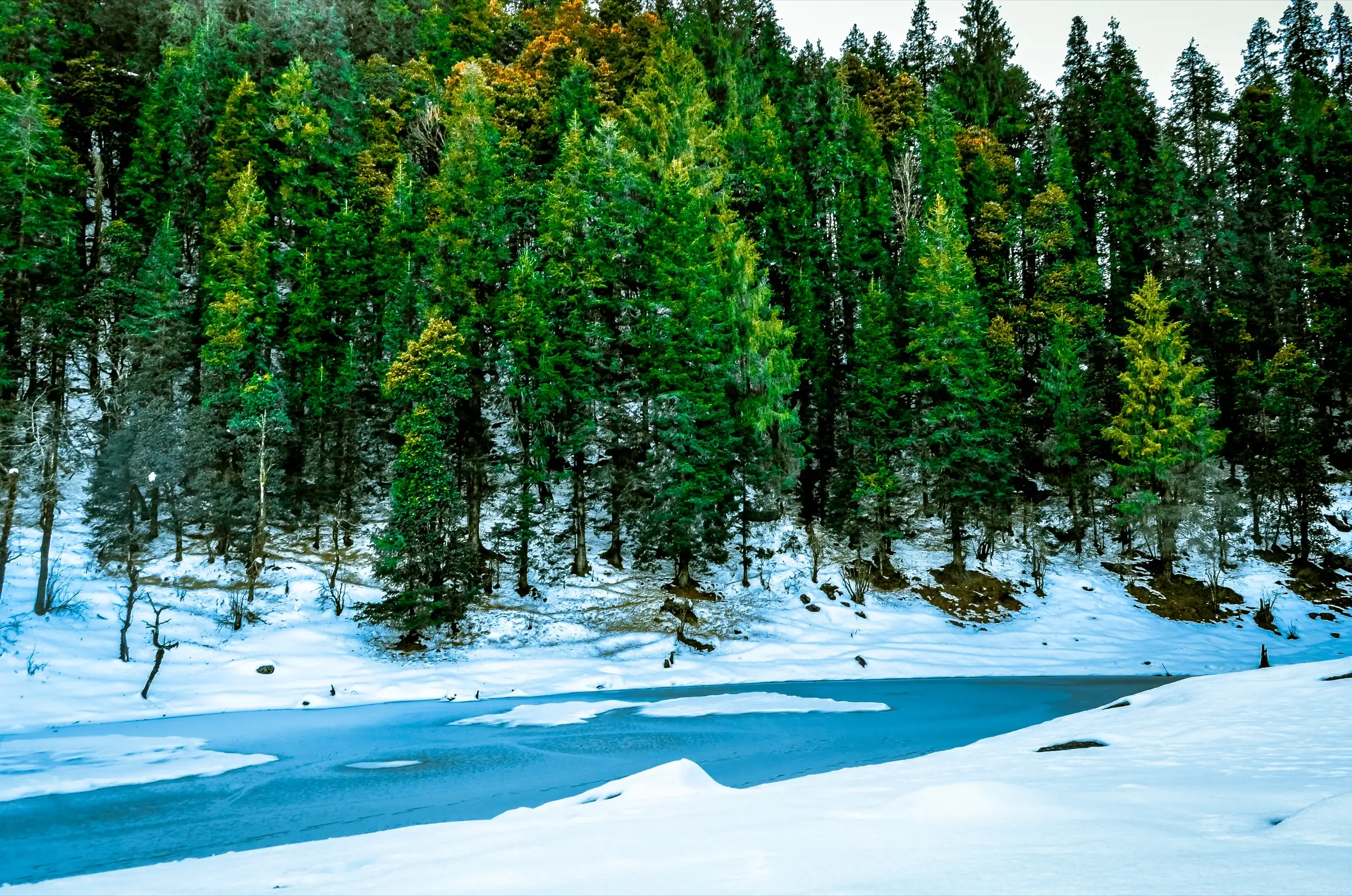 Partly frozen Juda Ka Talab lake ringed by snow and tall pine forest