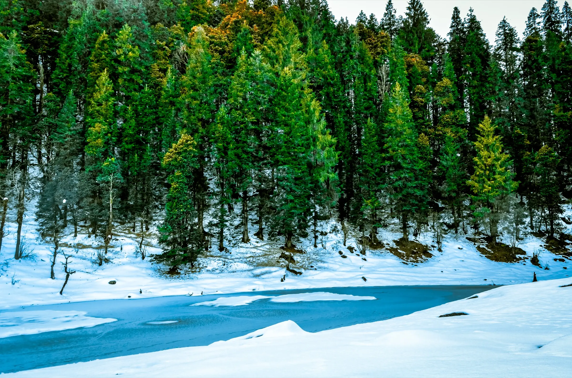 Partly frozen Juda Ka Talab lake ringed by snow and tall pine forest