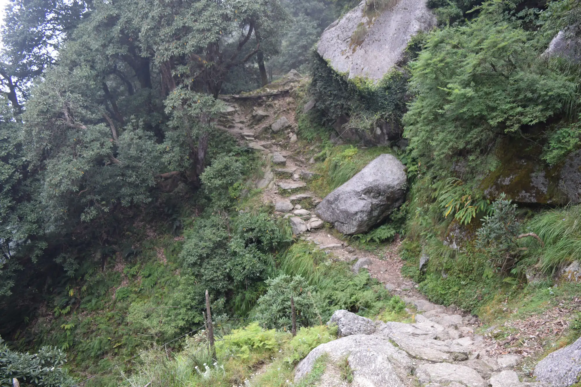Stone-stepped trail through rhododendron forest and granite boulders on the way from Kareri Village to Kareri Lake