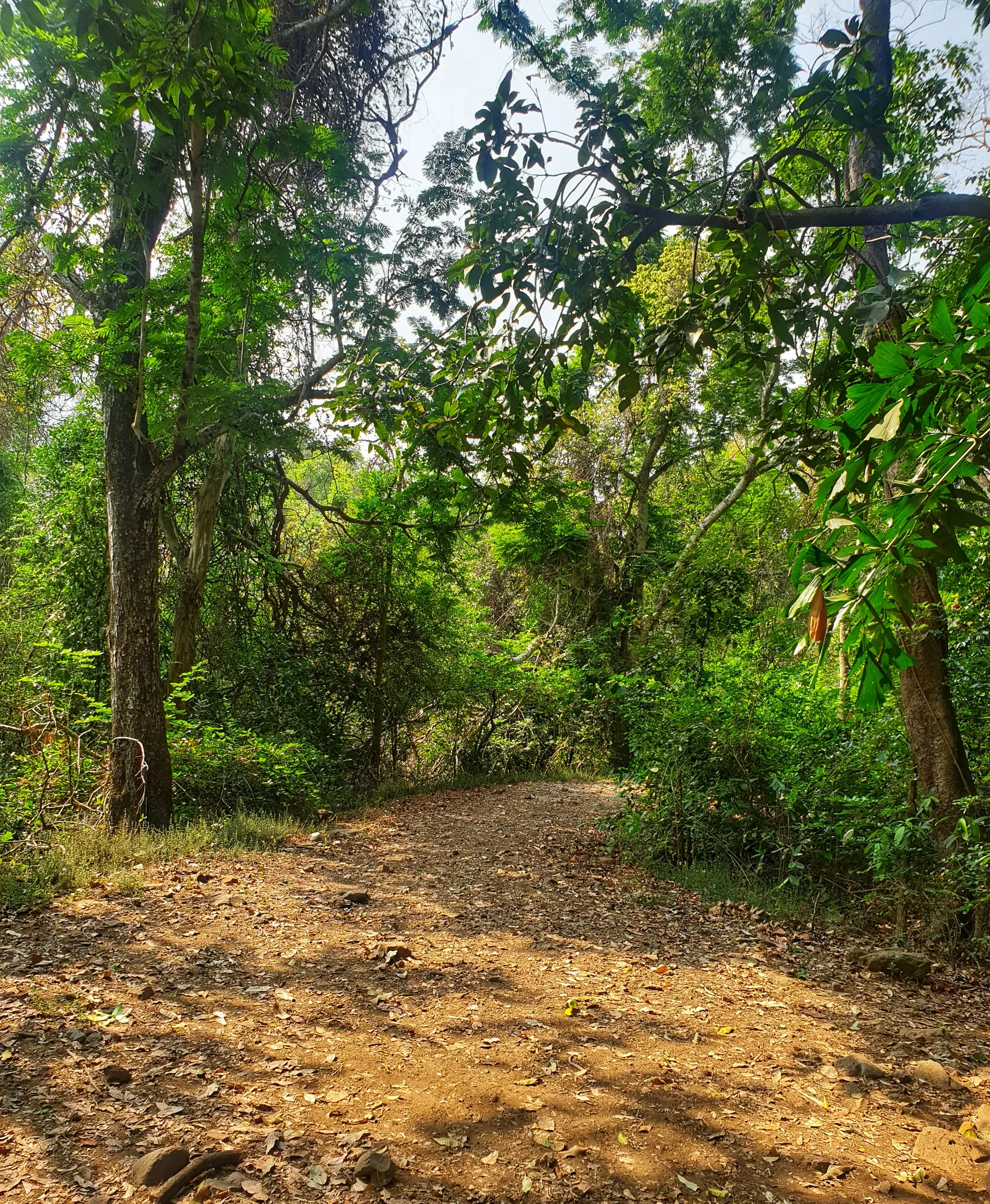 Leaf-strewn path through dry summer forest in the Karnala area near Ransai, near the trek