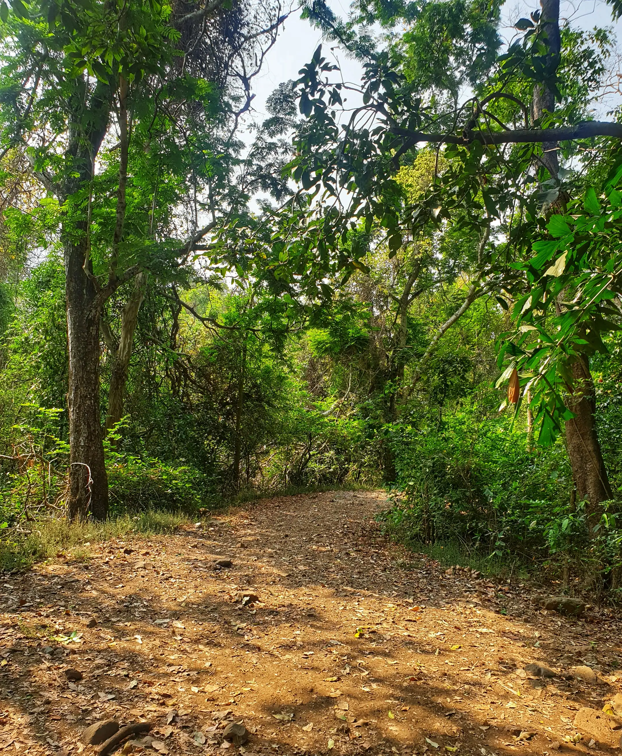 Leaf-strewn path through dry summer forest in the Karnala area near Ransai, near the trek