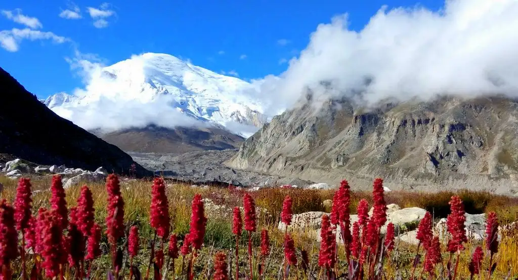 Red flower spikes in the Nandanvan meadow in front of the snow dome of Kedar Dome rising above clouds and glacier moraine