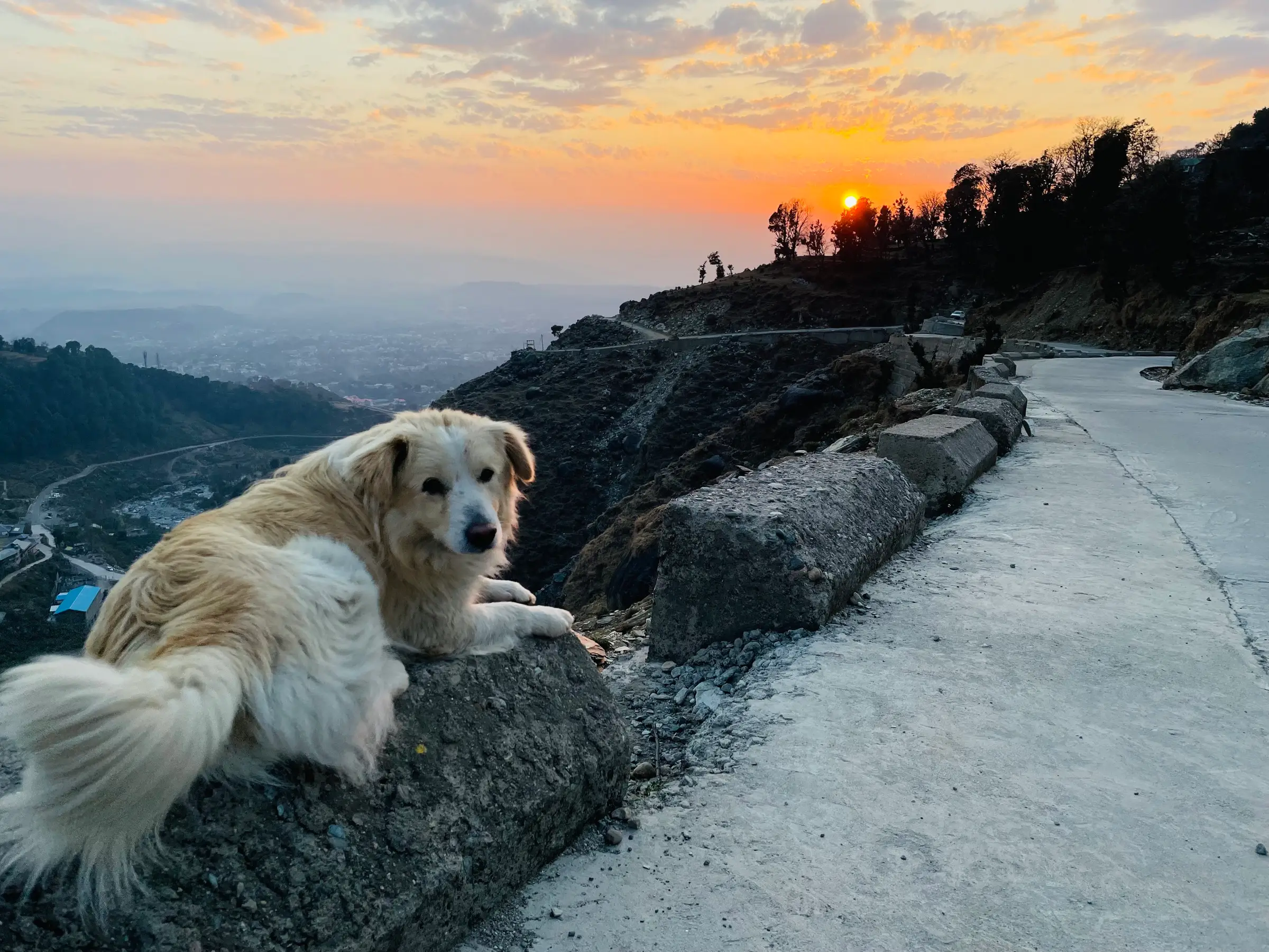 A shaggy mountain dog resting by the road at Kharota, the trailhead village, at sunset over the Kangra Valley