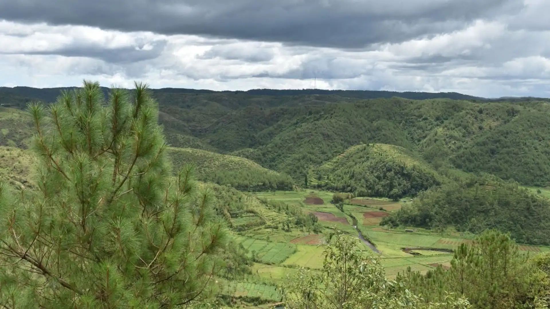 Pine trees in the foreground above green Khasi hills and terraced valley fields near Mawphlang under a cloudy sky