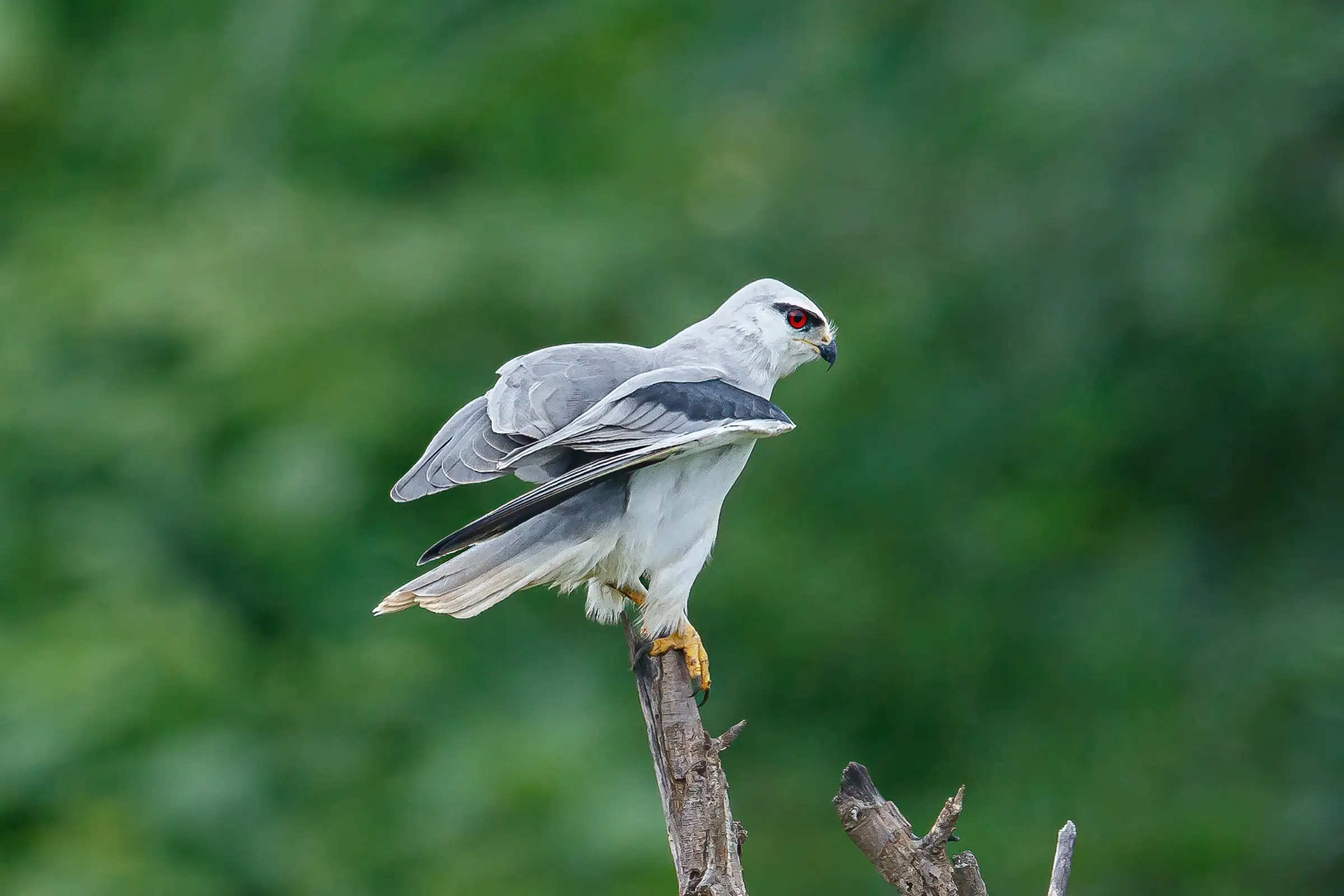 Black-winged kite perched on a dead branch against green forest in Chincholi Wildlife Sanctuary, the sanctuary the trek runs through (not the trail itself)