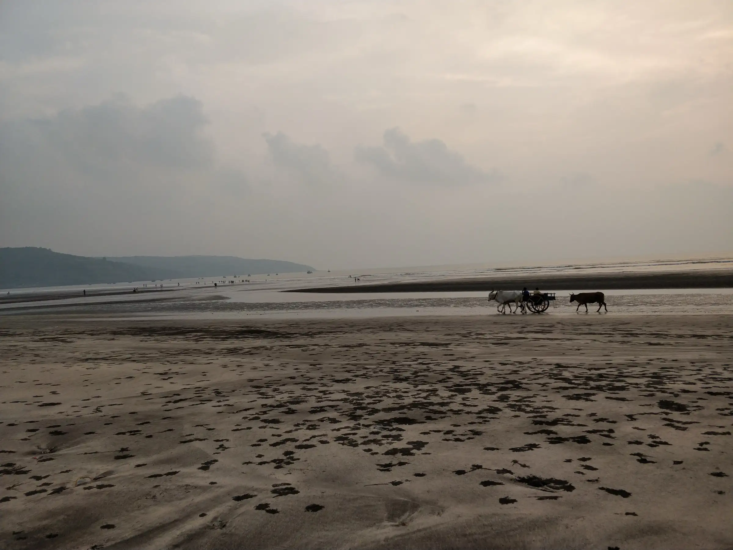 Wide, flat Ladghar beach at low tide with a bullock cart and a cow at the water's edge and hills on the horizon