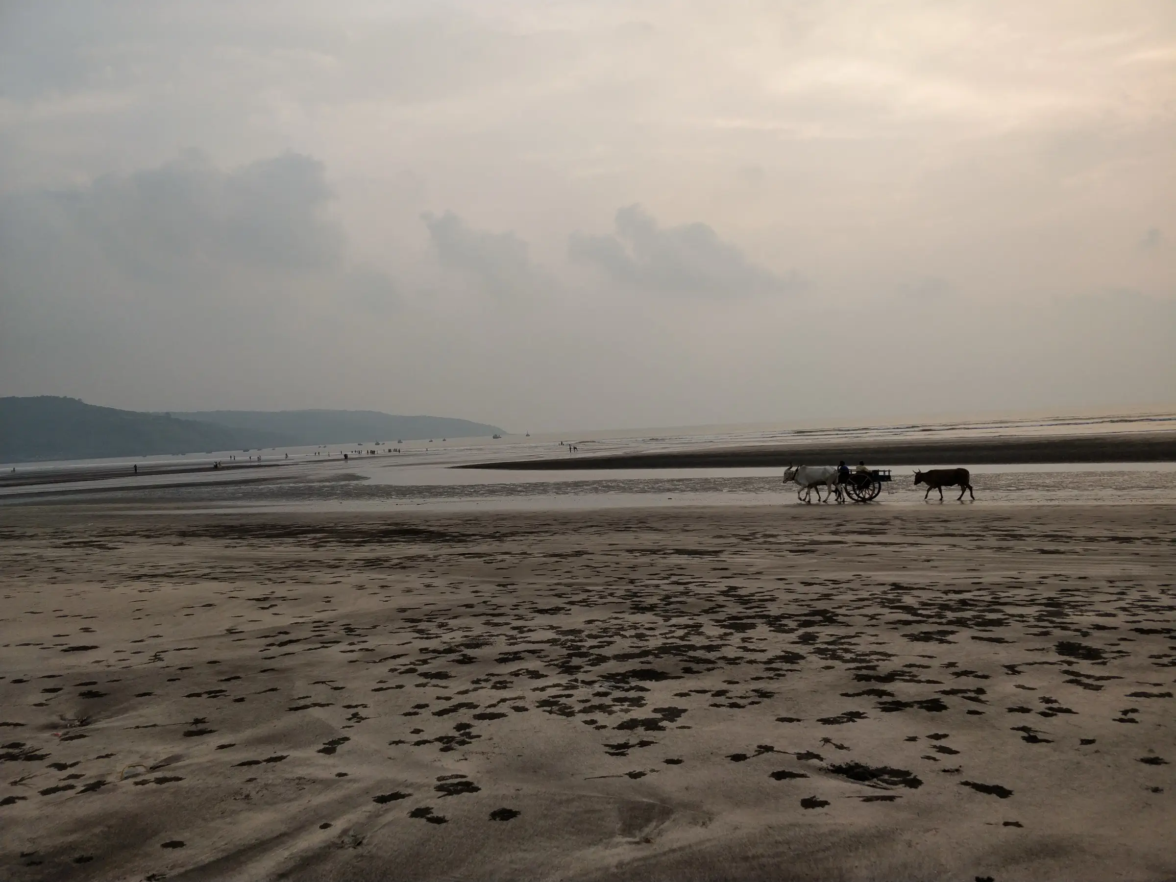 Wide, flat Ladghar beach at low tide with a bullock cart and a cow at the water's edge and hills on the horizon