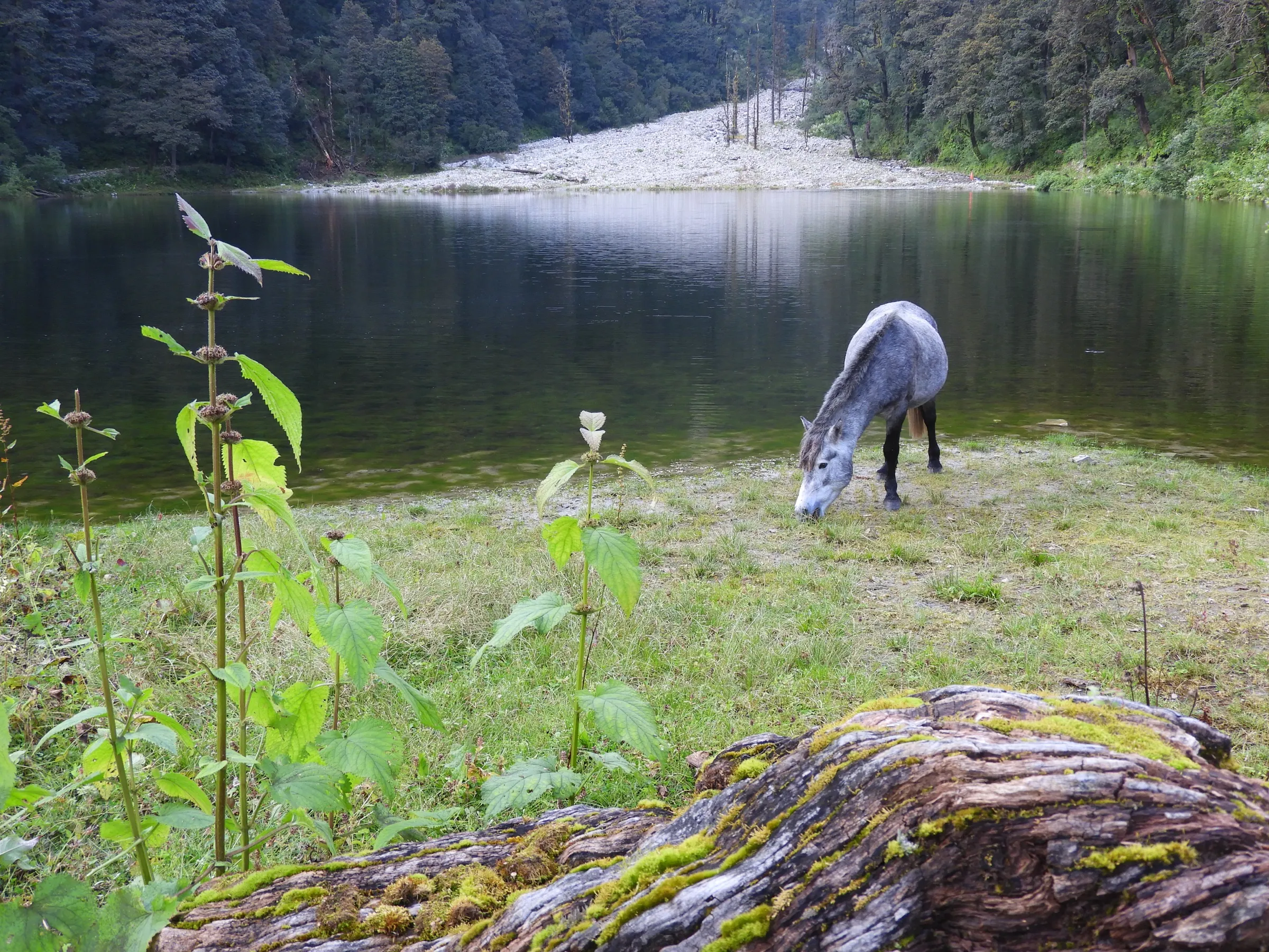 A grey horse grazing on the grassy shore of Dodital lake, with dark fir forest and a pale boulder slope reflected in the still water