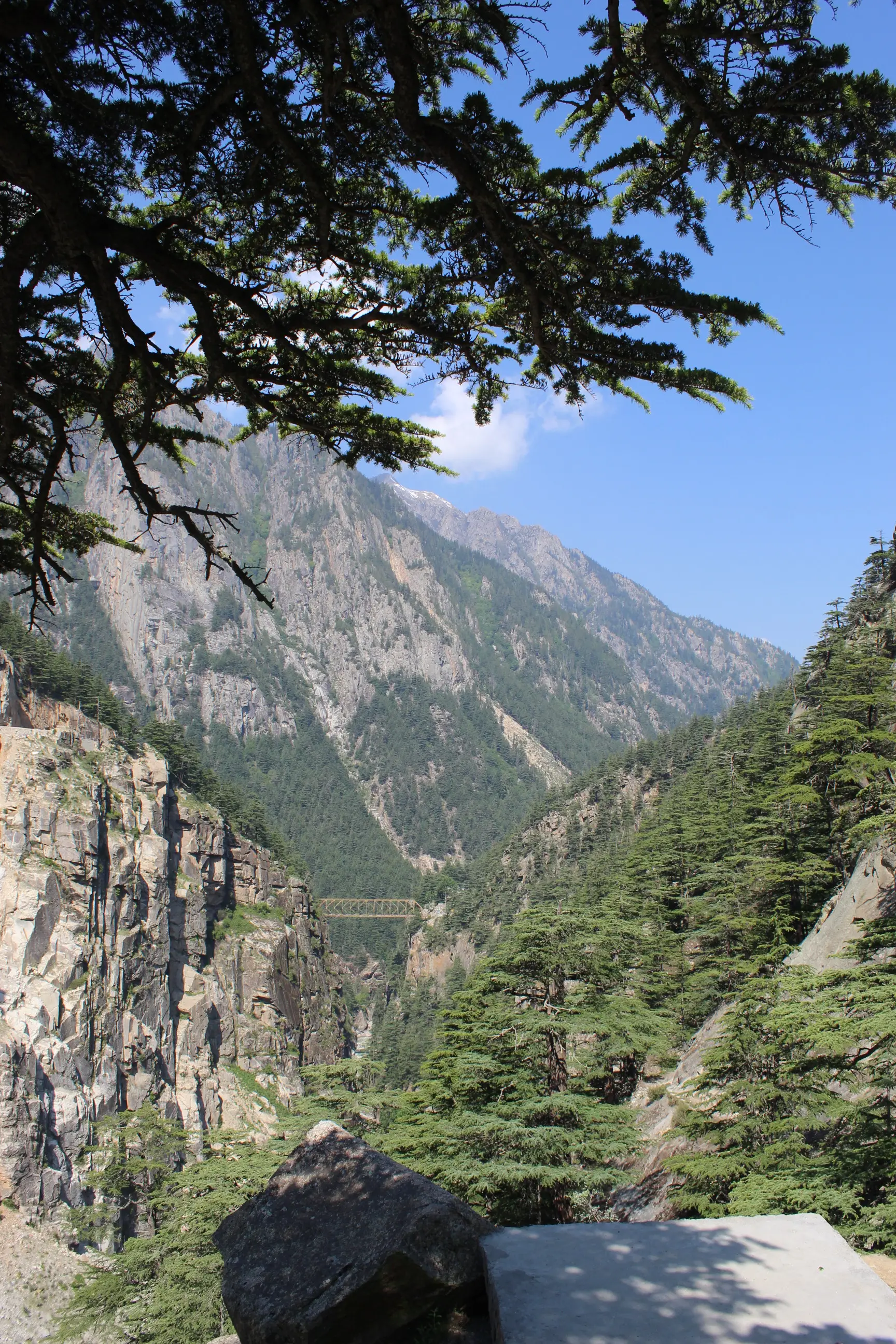 Lanka Bridge spanning a deep forested gorge, seen through deodar branches from the path to Gartang Gali