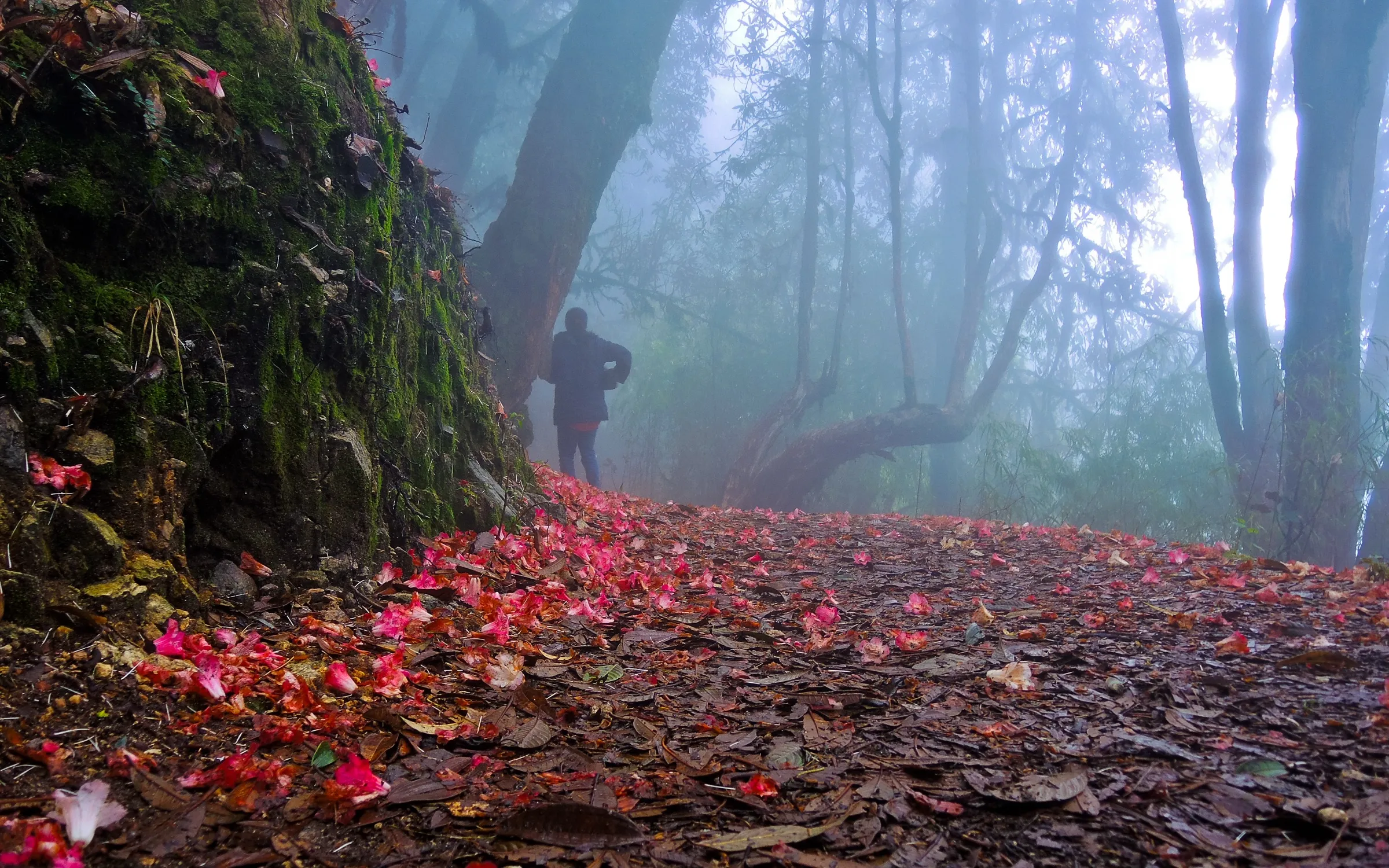 A trekker on a misty forest trail carpeted with fallen red rhododendron petals in Barsey Rhododendron Sanctuary