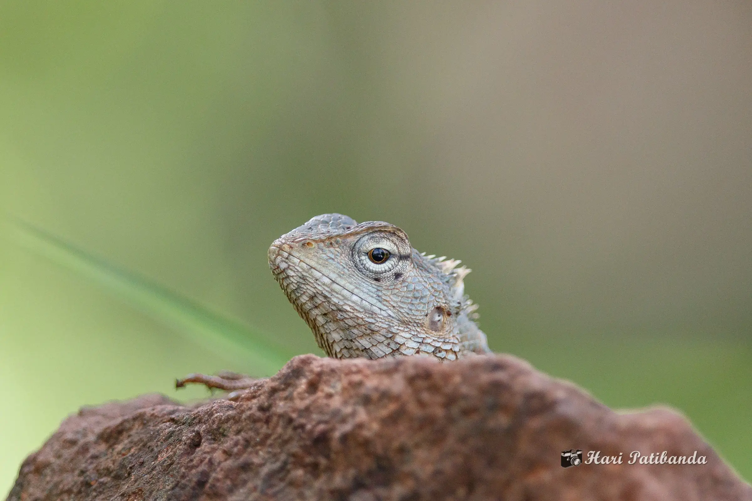 Oriental garden lizard peering over a laterite rock in Chincholi Wildlife Sanctuary, near the trek