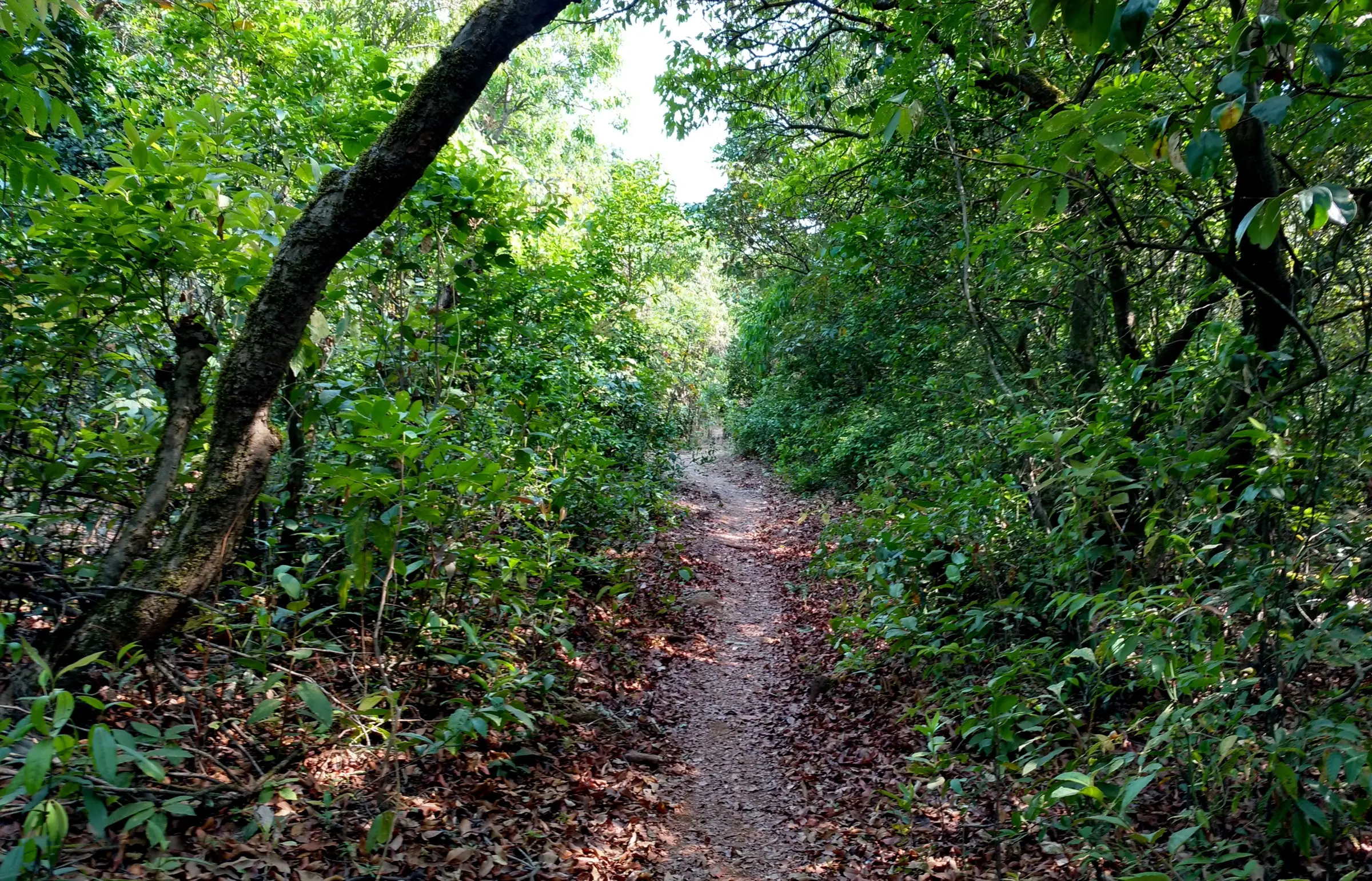 A narrow footpath through dense green forest on Mahipatgad