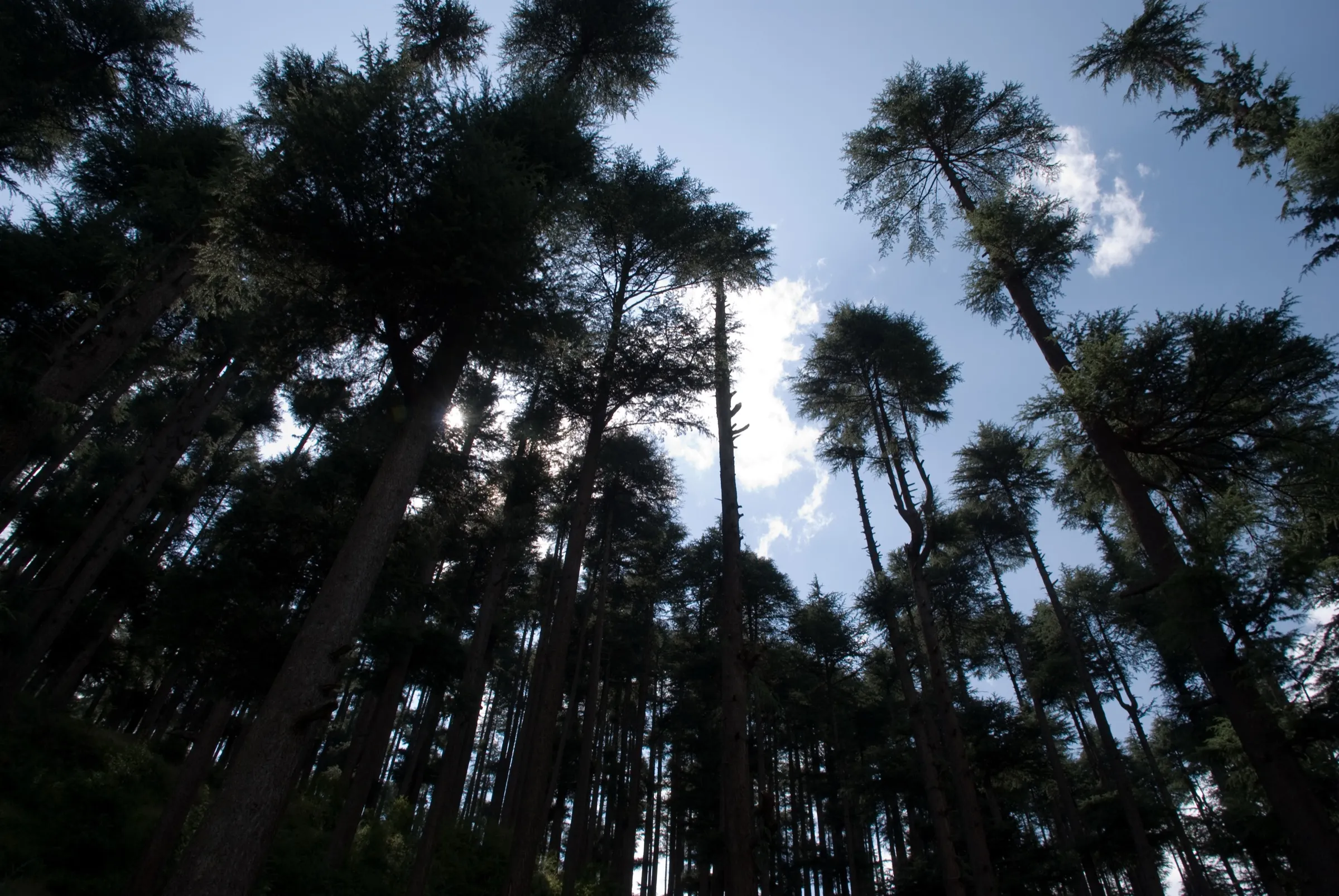 Tall deodar (Himalayan cedar) trees against a blue sky in the forest at Manali, near the start and end of the trek (not the pass itself)