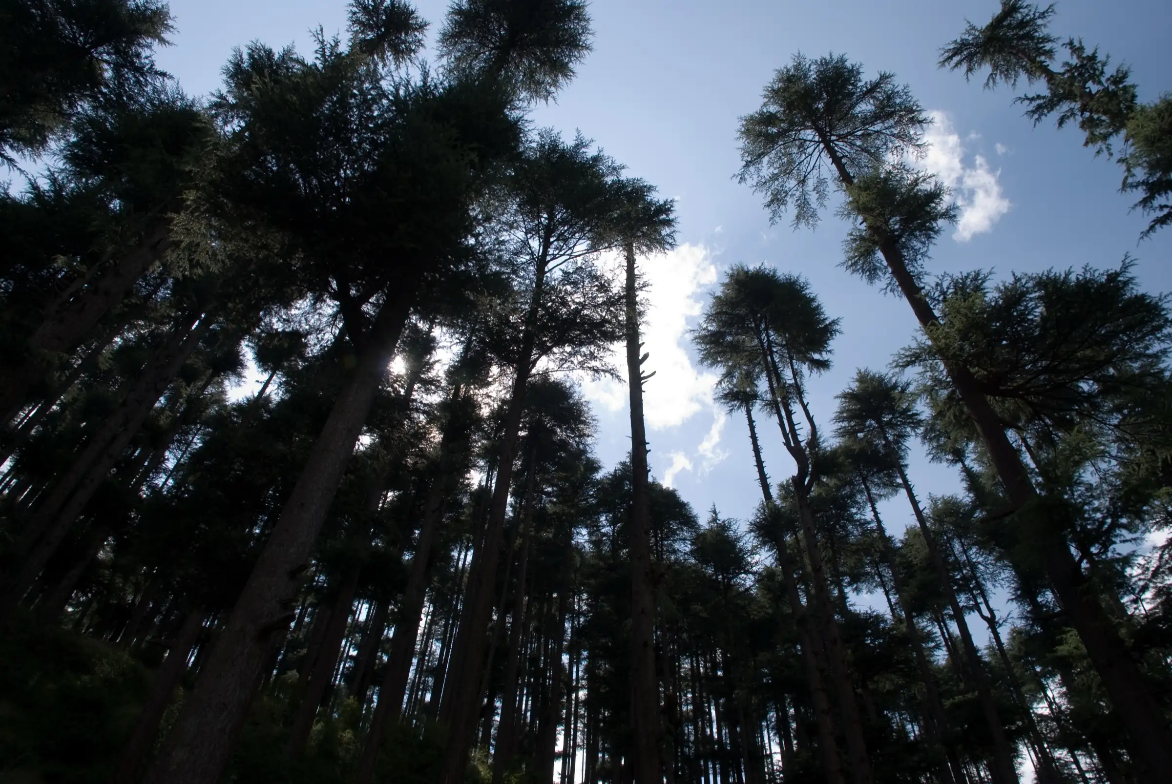 Tall deodar (Himalayan cedar) trees against a blue sky in the forest at Manali, near the start of the trek (not the lake itself)