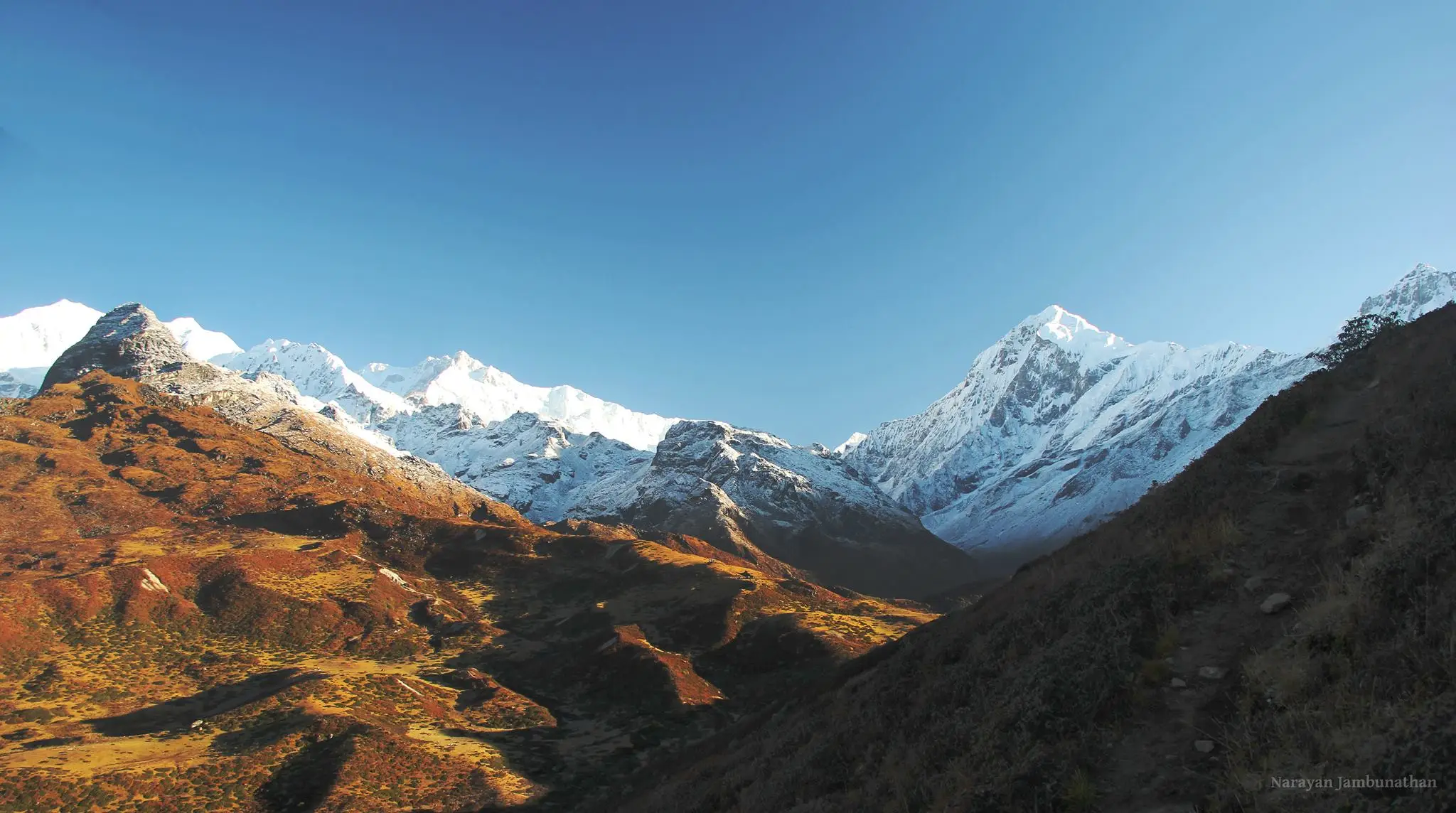 Snow-covered Kanchenjunga massif and Pandim under a clear blue sky above the golden-brown alpine slopes at Dzongri