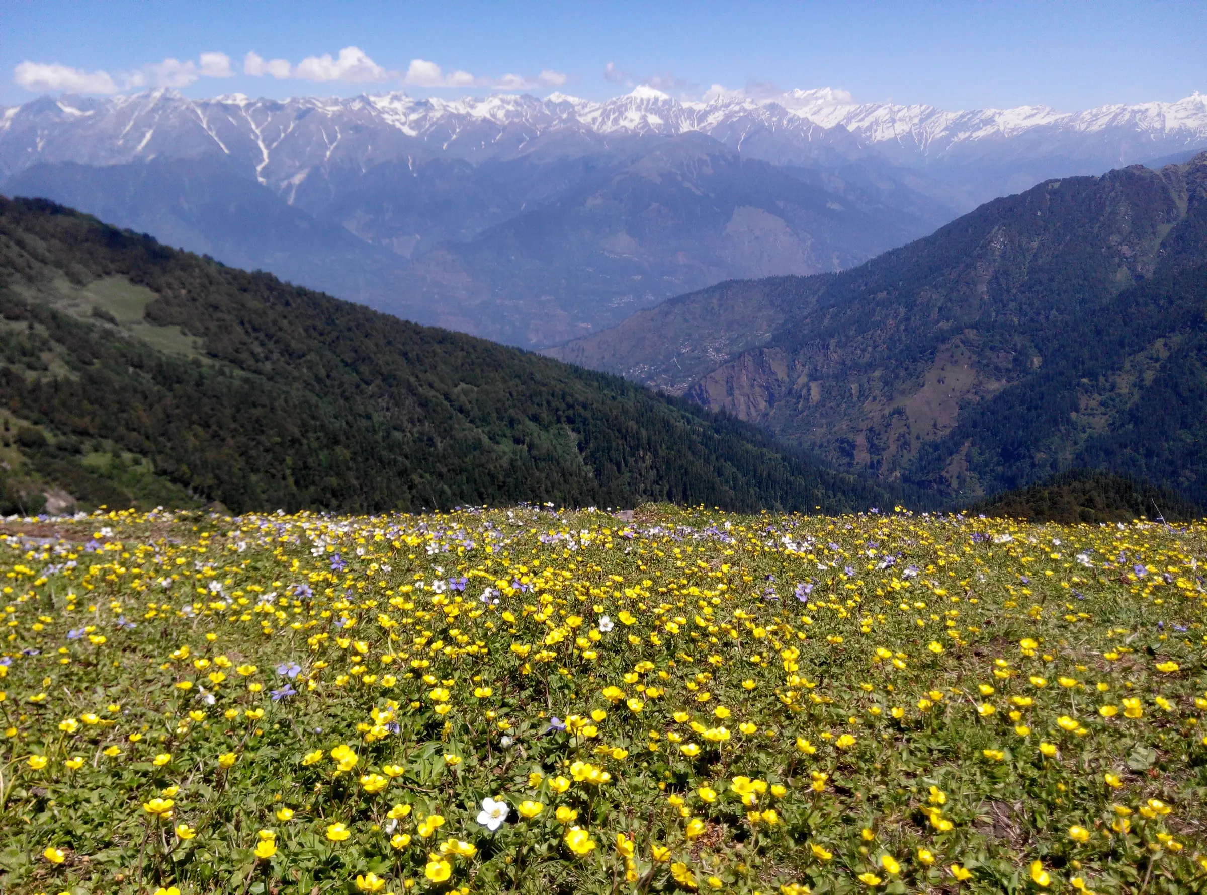 Meadow covered in yellow buttercups on top of Chandrakhani Pass with forested slopes and a snowy range behind