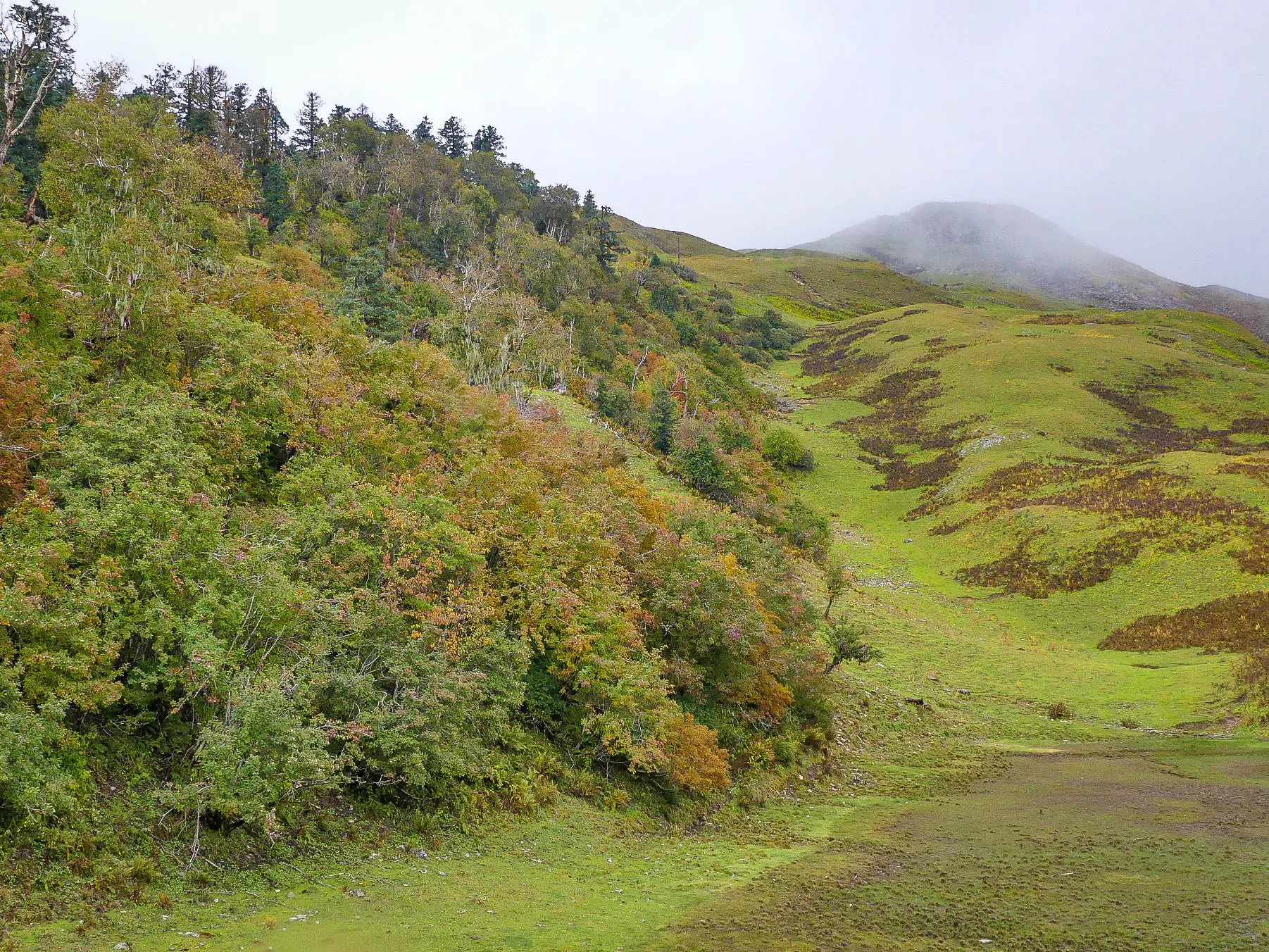 Autumn-tinted shrubs beside a green meadow on Dayara Bugyal rising to a mist-covered ridge