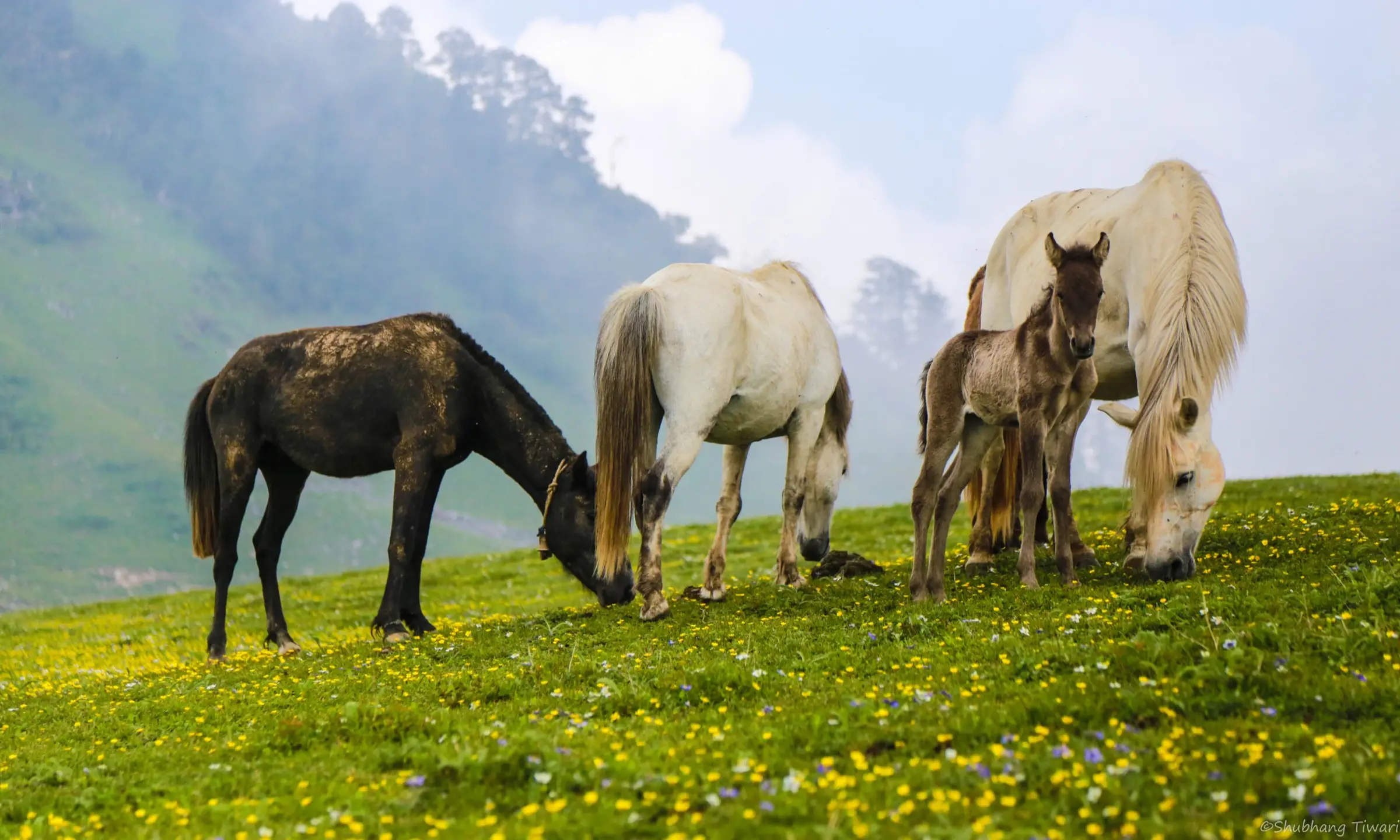Horses and a foal grazing on the flower-dotted Dayara Bugyal meadow with misty forested slopes behind