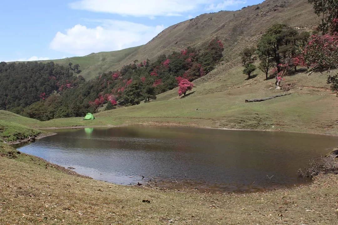 Small pond on the Bagji Bugyal meadow with a green tent on its shore, flowering red rhododendron trees and grassy slopes behind