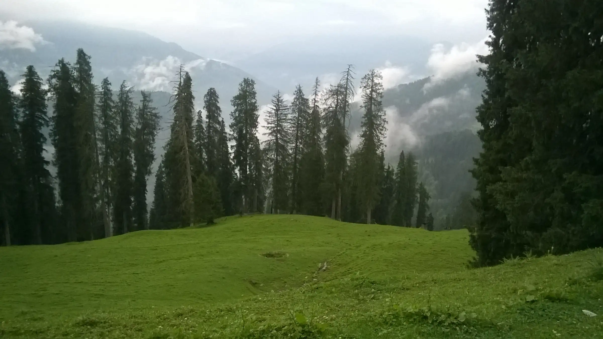 Green grassy meadow at Kais Dhar ringed by tall deodar trees, with misty forested mountains behind