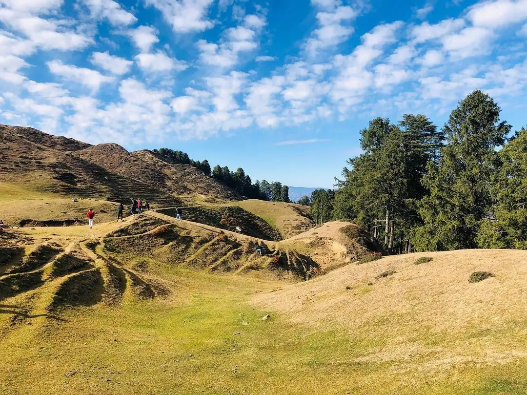 Trekkers crossing the golden grassy slopes of Moila Bugyal near Deoban, bordered by deodar trees under a blue sky