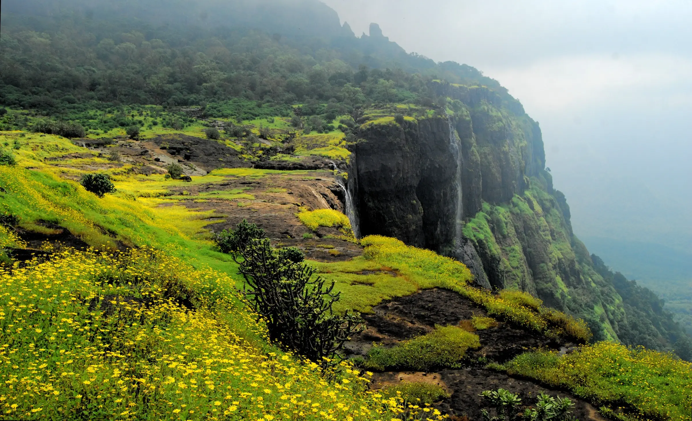 Yellow monsoon flowers on the Naneghat plateau beside a sheer basalt cliff with a thin waterfall and mist over the valley