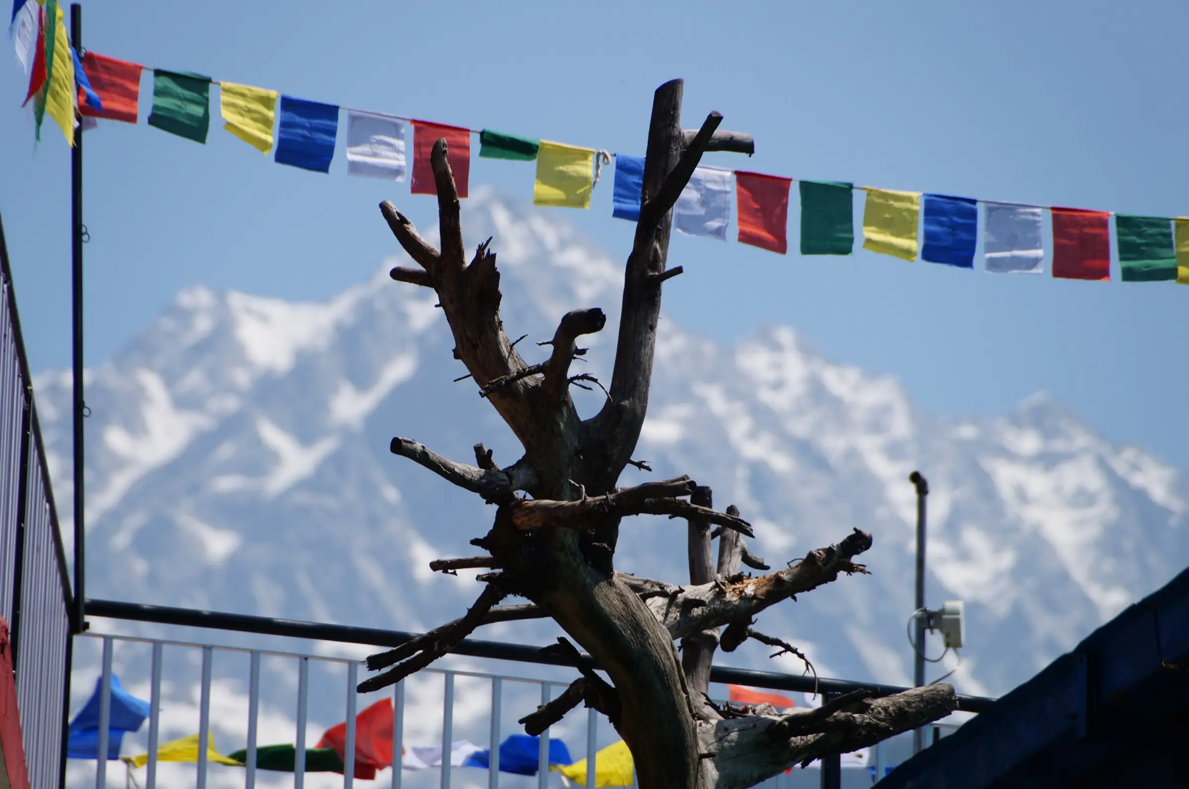 Snow-covered Moon Peak seen from the Tsuglagkhang complex in McLeod Ganj, behind prayer flags and a dead tree