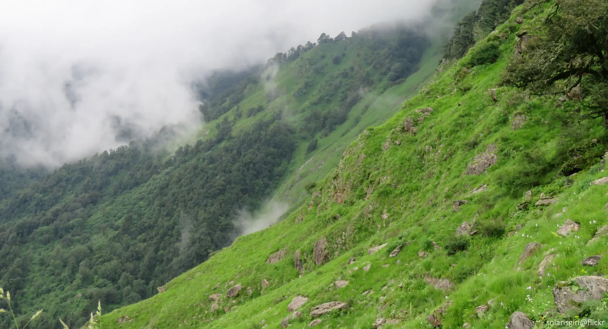 Steep grassy slope with scattered rocks and an oak forest below, wrapped in monsoon mist on the Chenap Valley trail