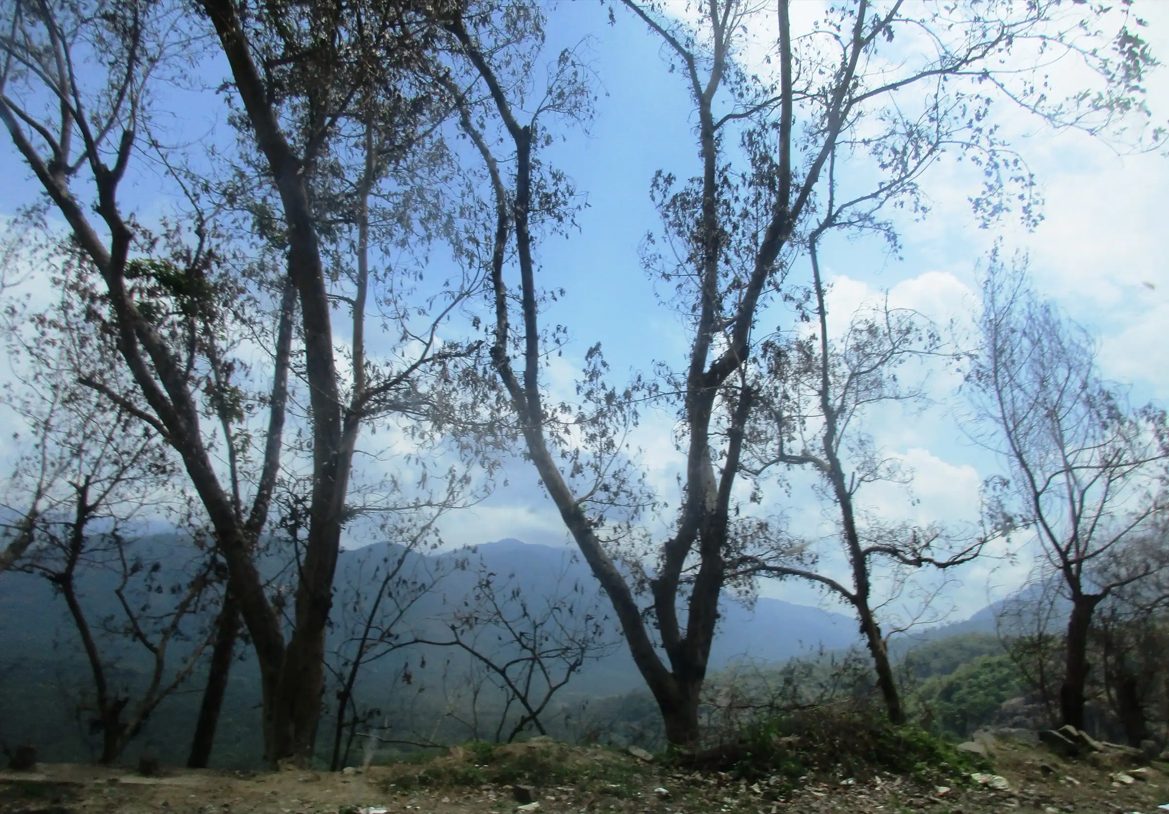 Bare trees and misty hills on the Nadugani ghats, the area around the Gene Pool trek