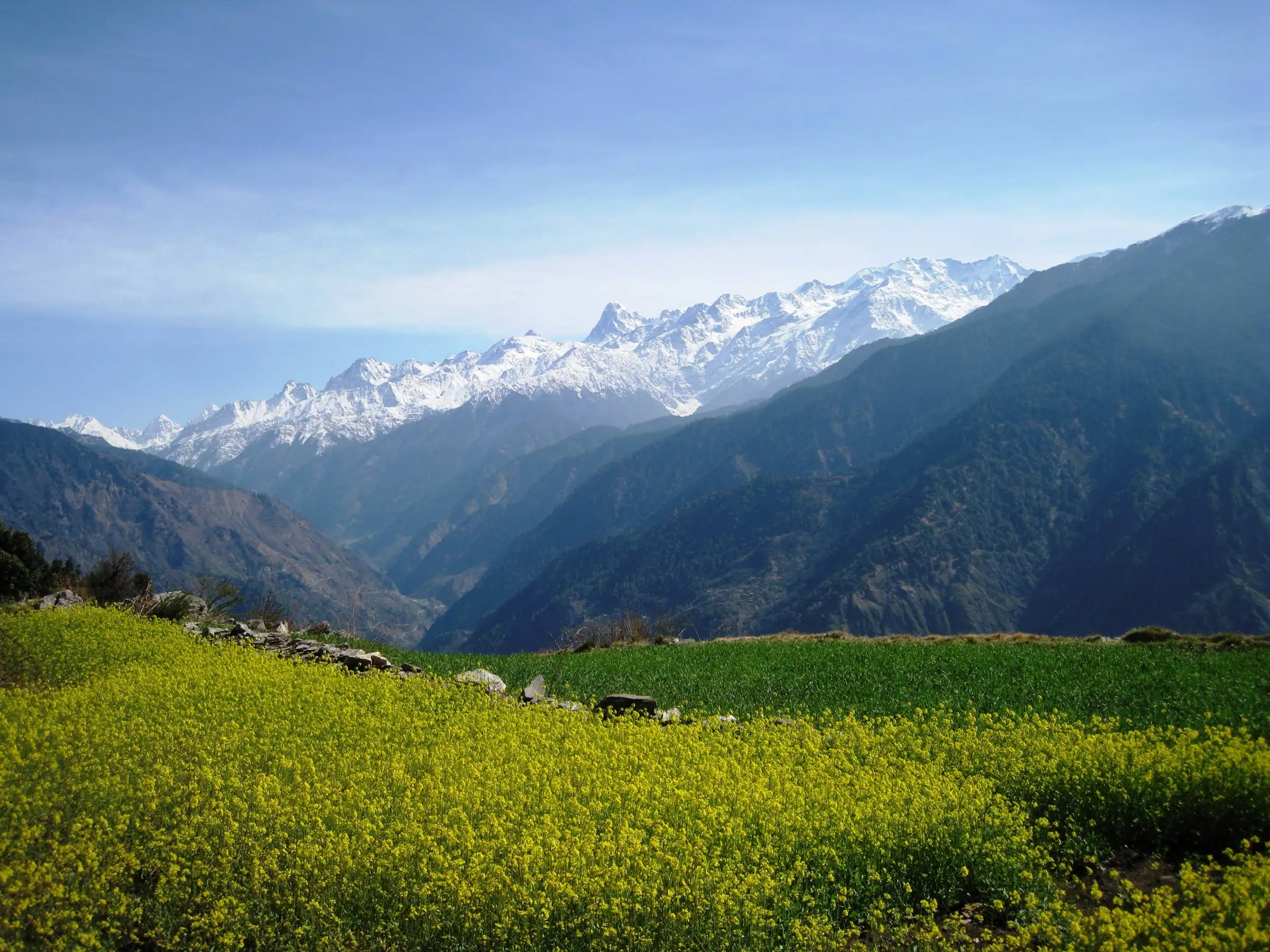 Yellow mustard fields at Natin village in front of snow-capped Garhwal peaks on the trek route to the Dayara meadows