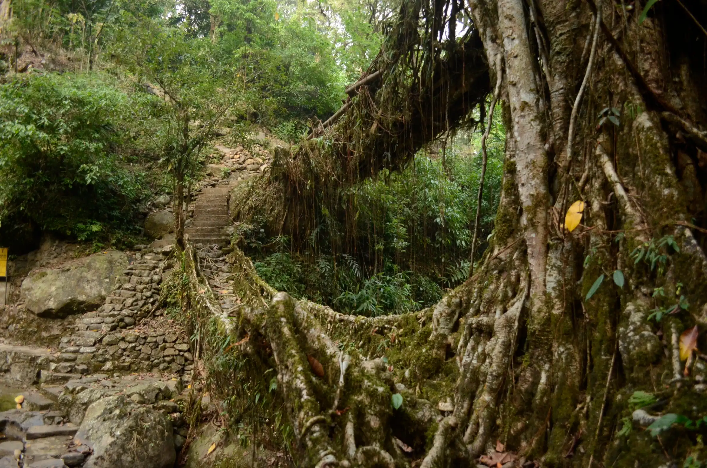A mossy living root bridge beside the stone-step trail through the forest near Nongriat village