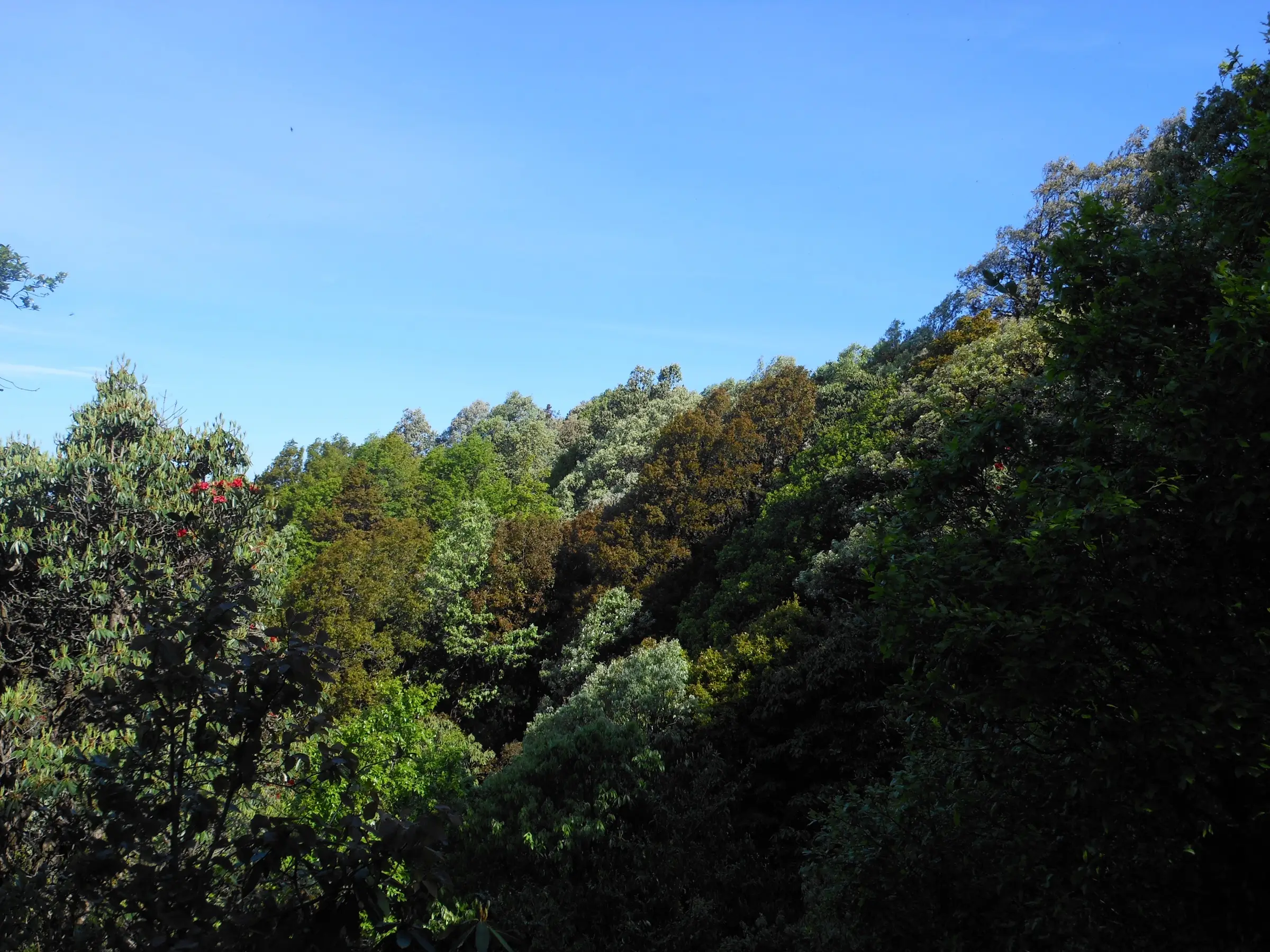 Dense oak and rhododendron forest with red blossoms on a slope of Binsar Wildlife Sanctuary