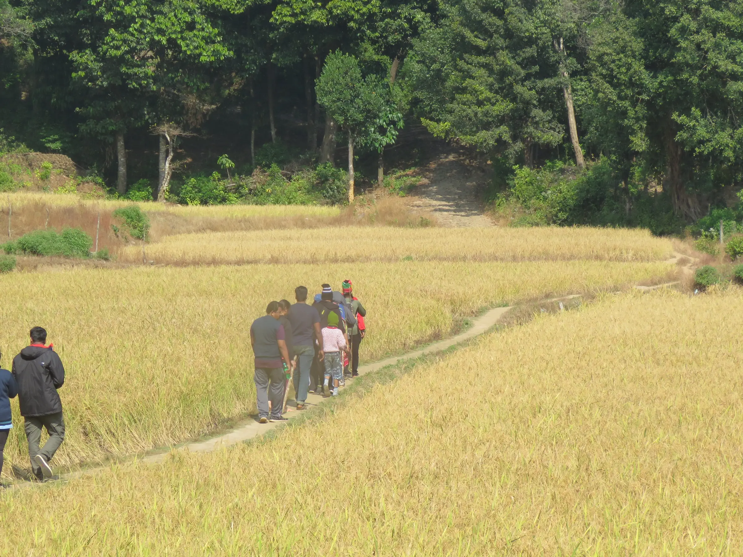 Trekkers walking a narrow path through golden paddy fields towards the forest at the foot of Kavaledurga