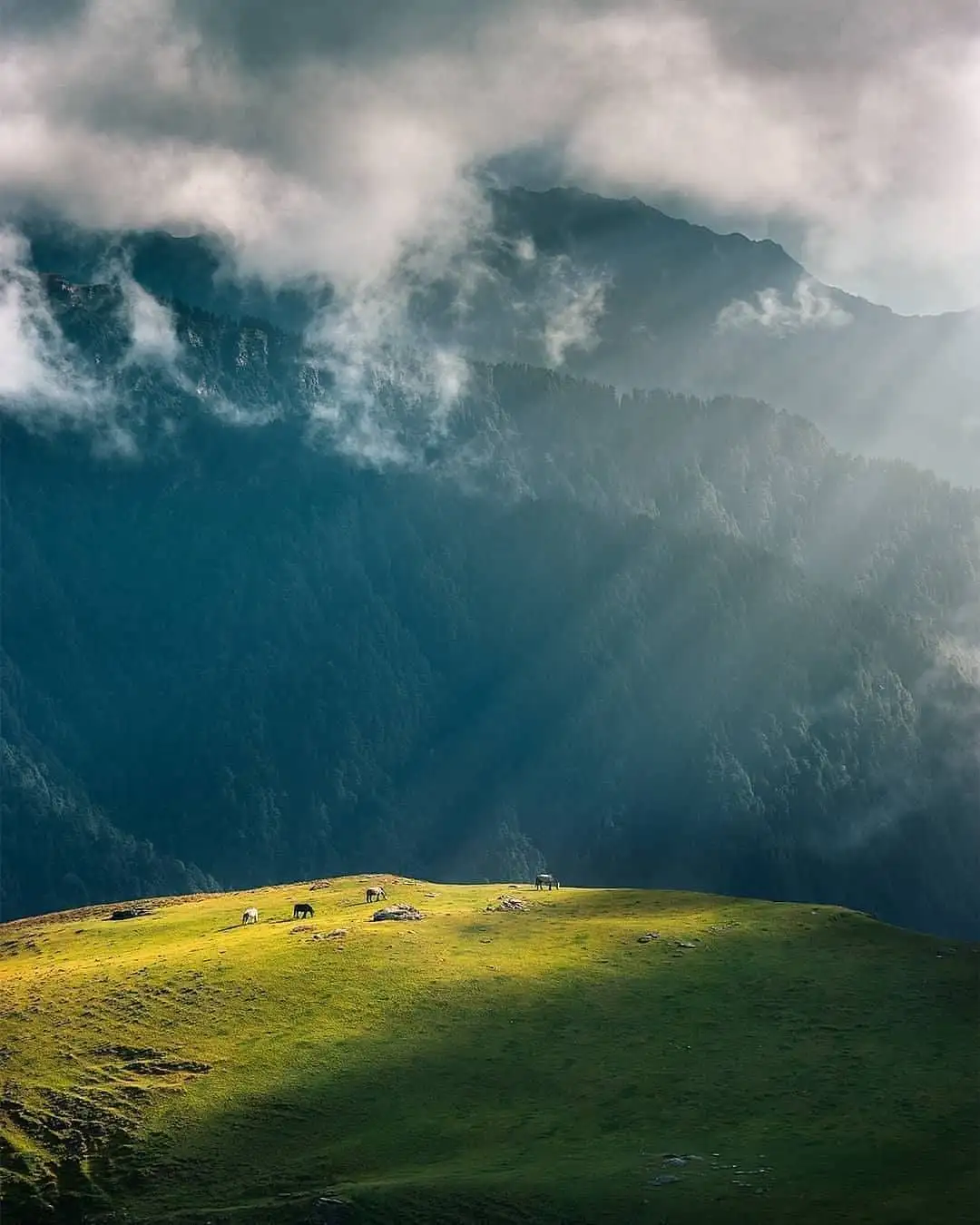 Horses grazing on a sunlit grassy knoll at Panwali Kantha beneath misty forested mountains and sunbeams