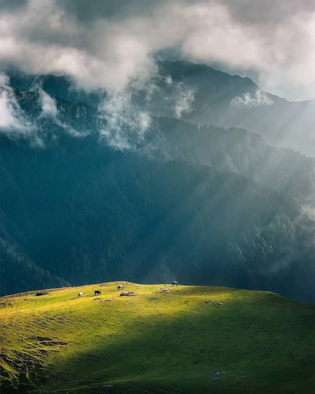 Horses grazing on a sunlit grassy knoll at Panwali Kantha beneath misty forested mountains and sunbeams