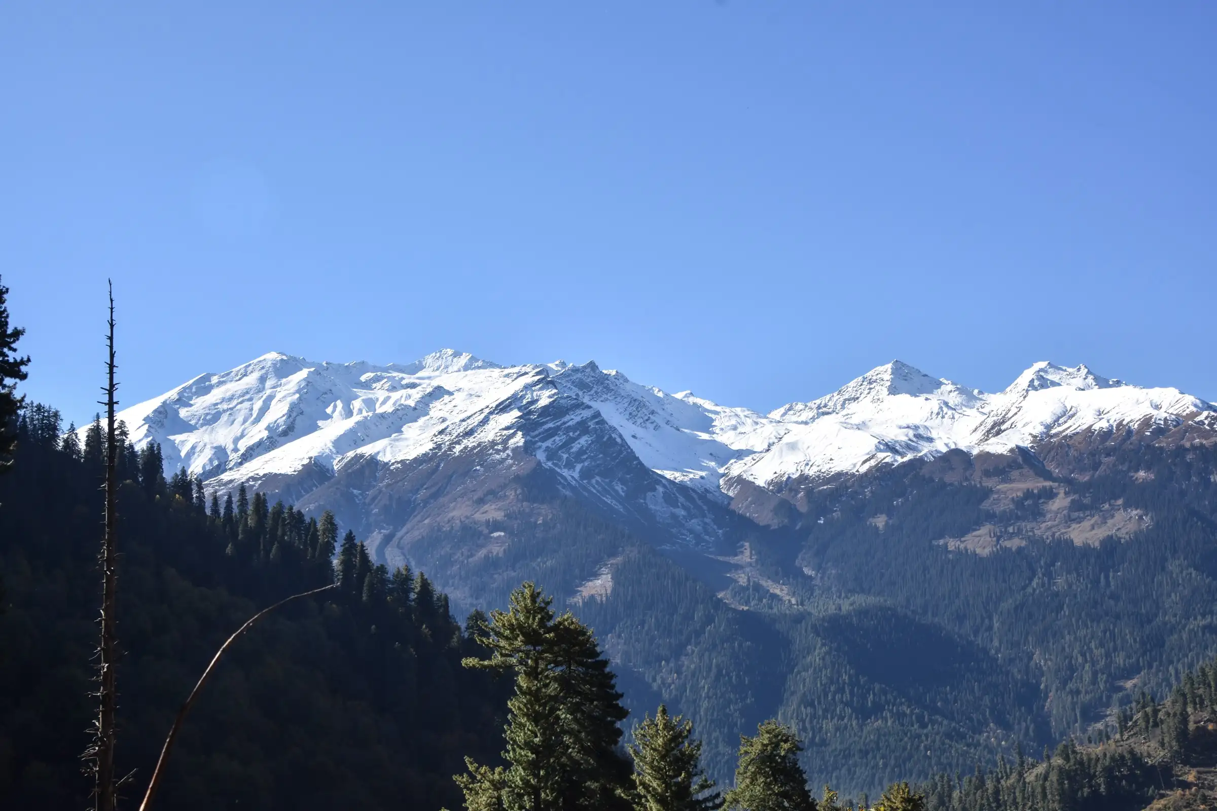 Snow-capped Parbati range above pine forest, seen from the Tosh to Kutla trail in November