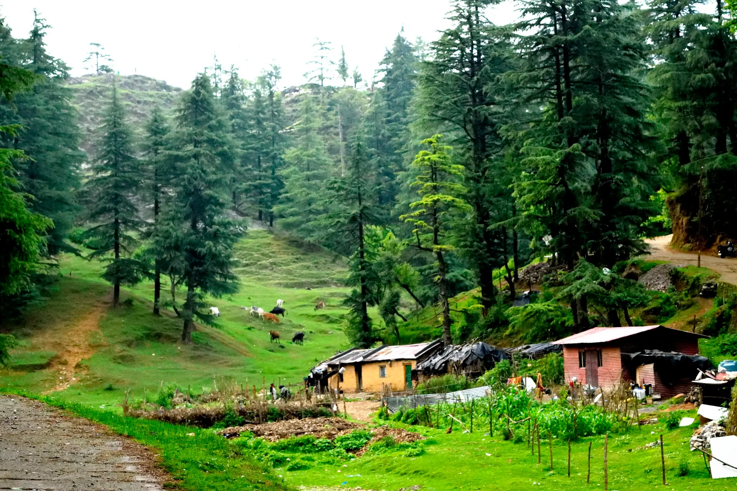 Green grazing meadow and deodar forest at Park Estate with cattle and small huts beside the dirt road